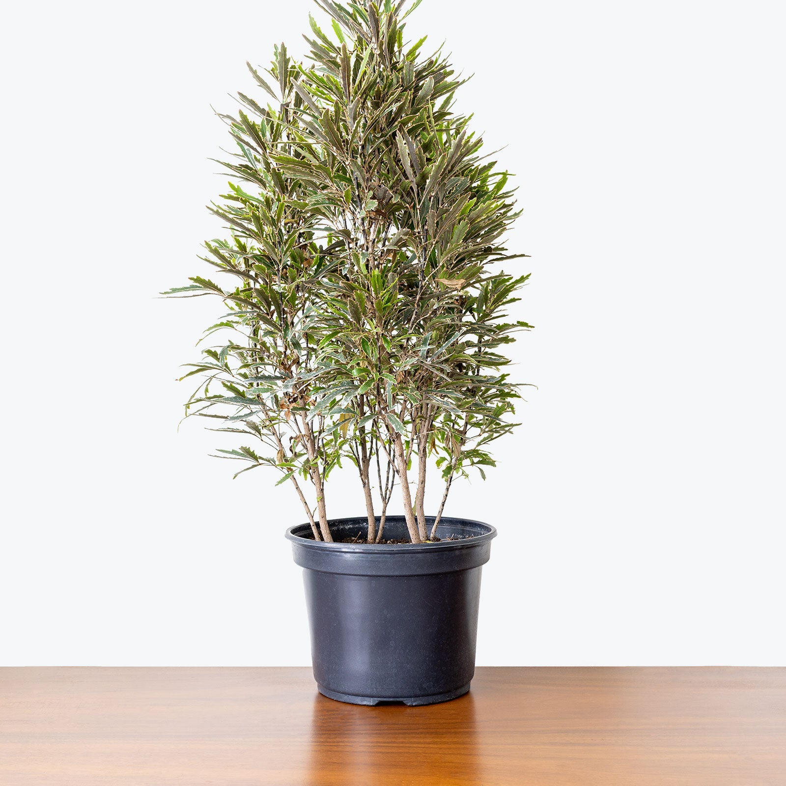 False Aralia - House Plants Delivery Toronto - JOMO Studio