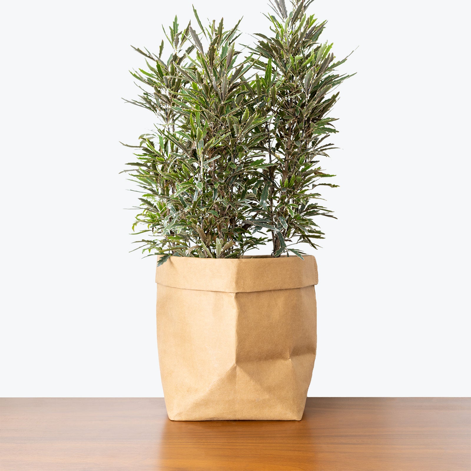 False Aralia - House Plants Delivery Toronto - JOMO Studio