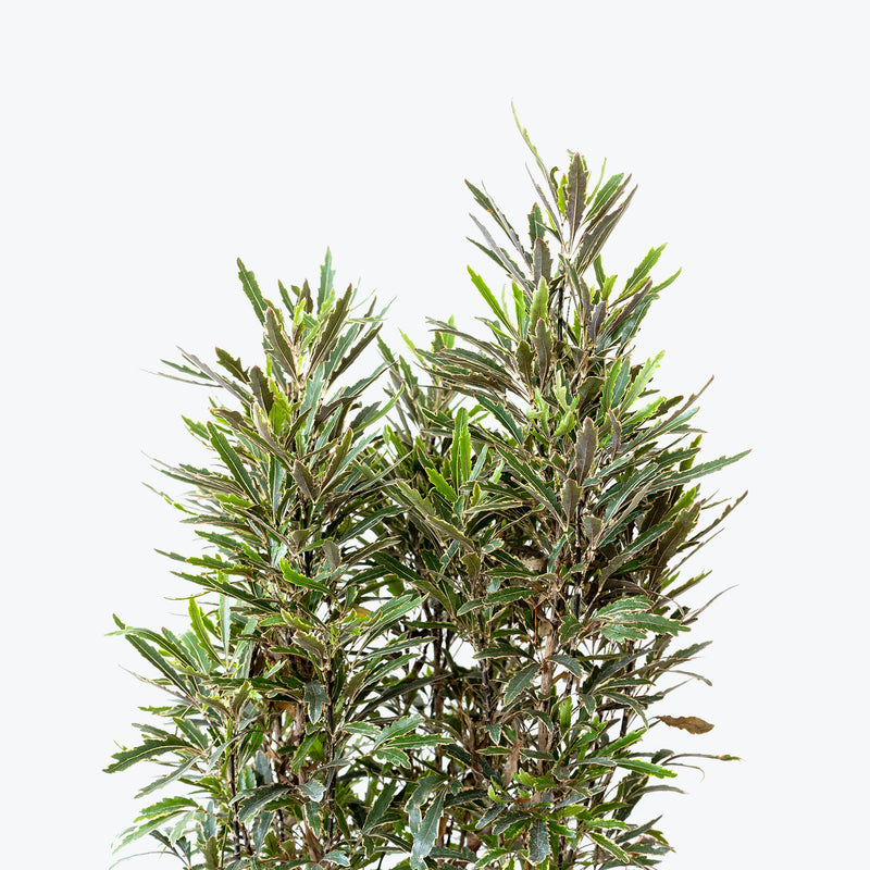 False Aralia - House Plants Delivery Toronto - JOMO Studio