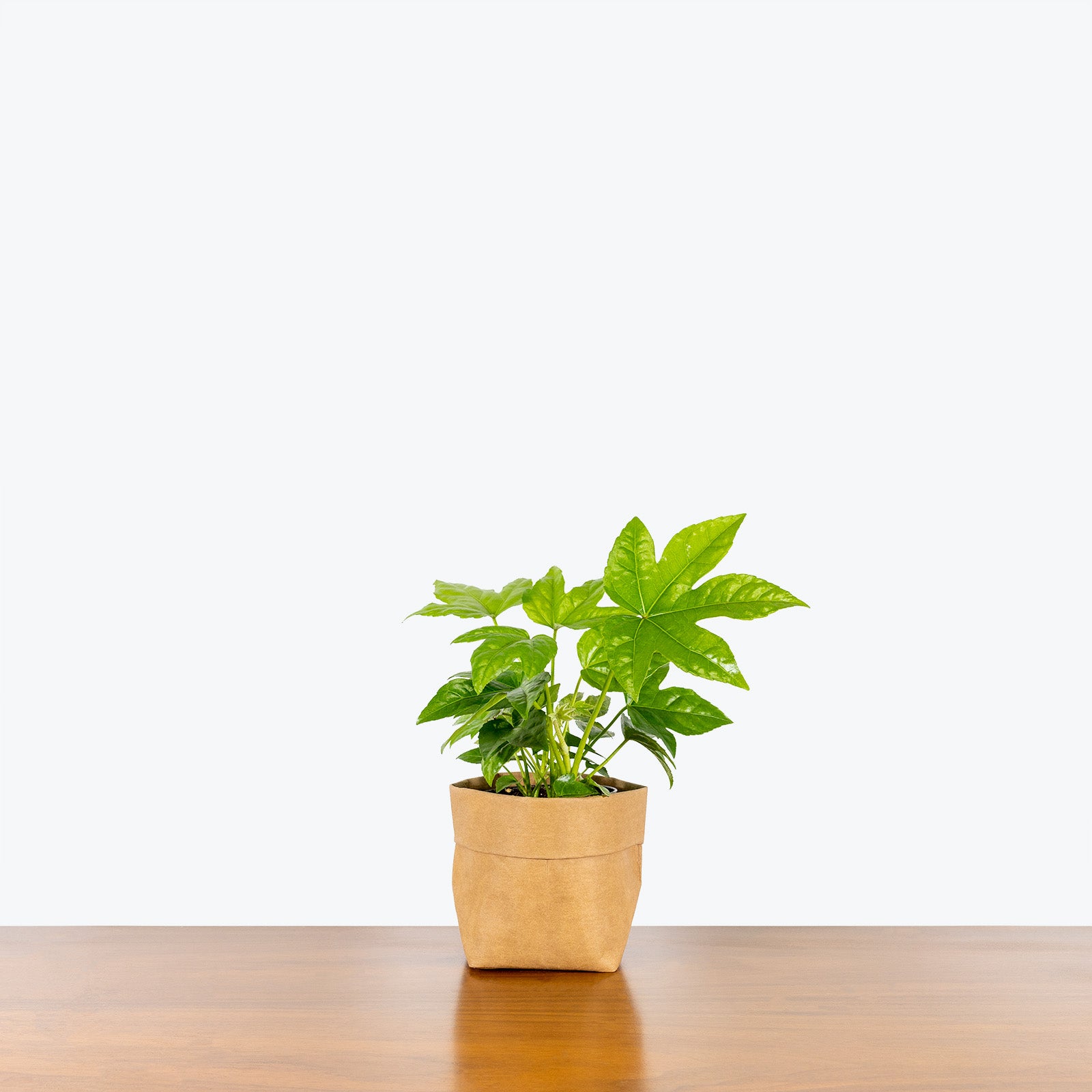 Fatsia Japonica - House Plants Delivery Toronto - JOMO Studio