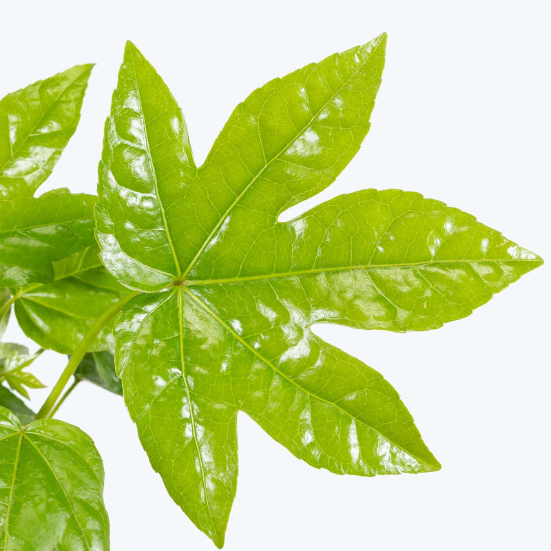 Fatsia Japonica | Care Guide and Pro Tips - Delivery from Toronto across Canada - JOMO Studio