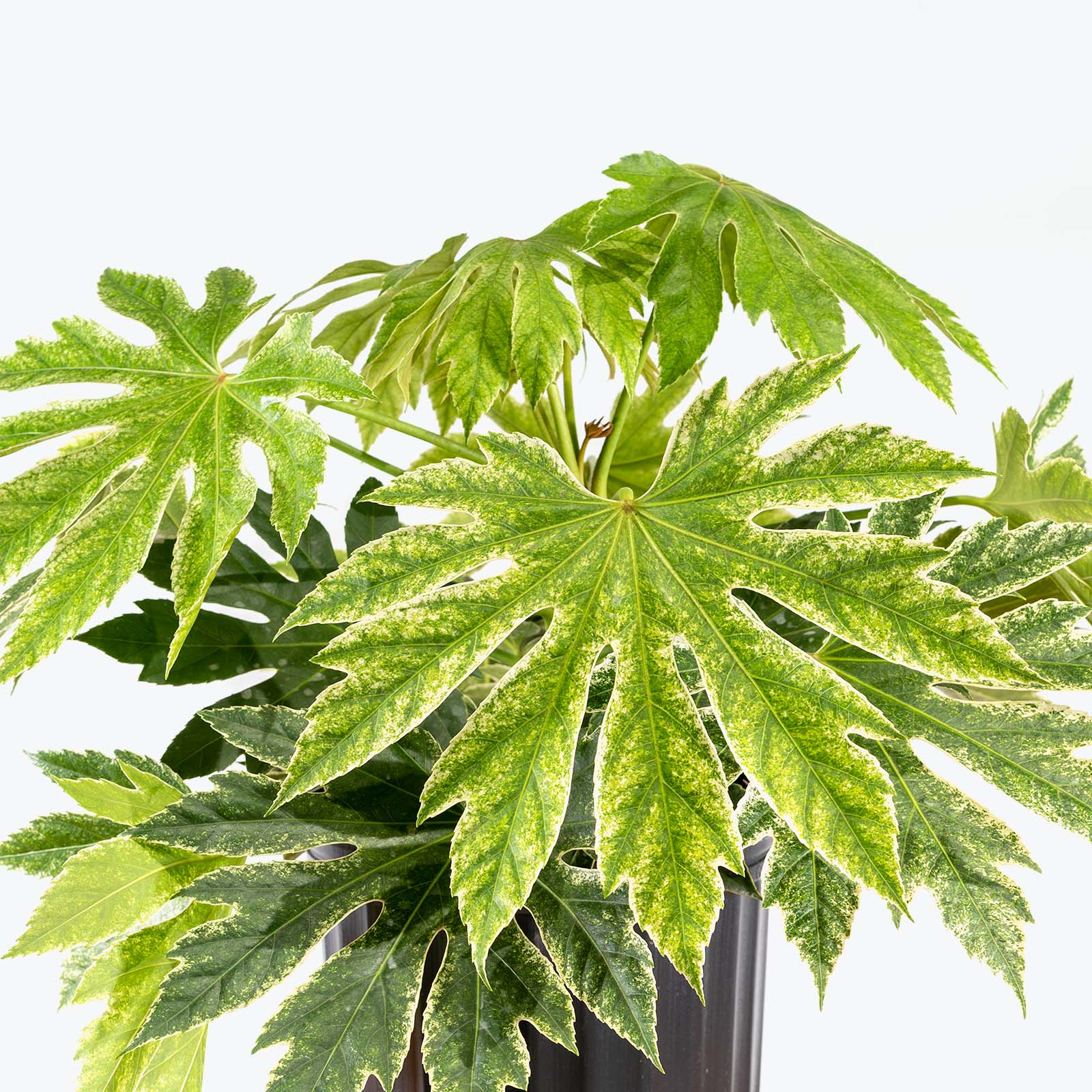 Fatsia Japonica Spider’s Web - House Plants Delivery Toronto - JOMO Studio