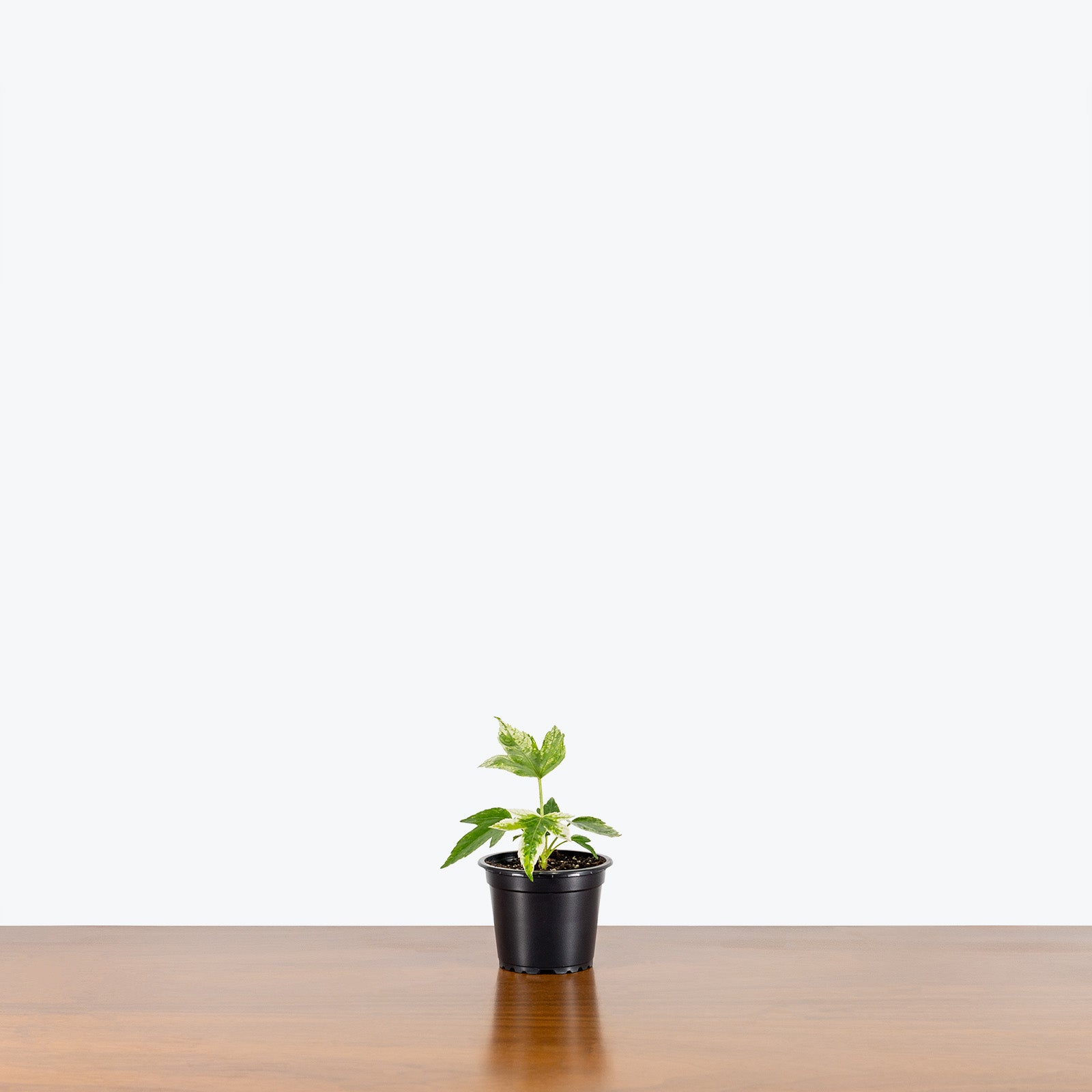 Fatsia Japonica Spider’s Web - House Plants Delivery Toronto - JOMO Studio