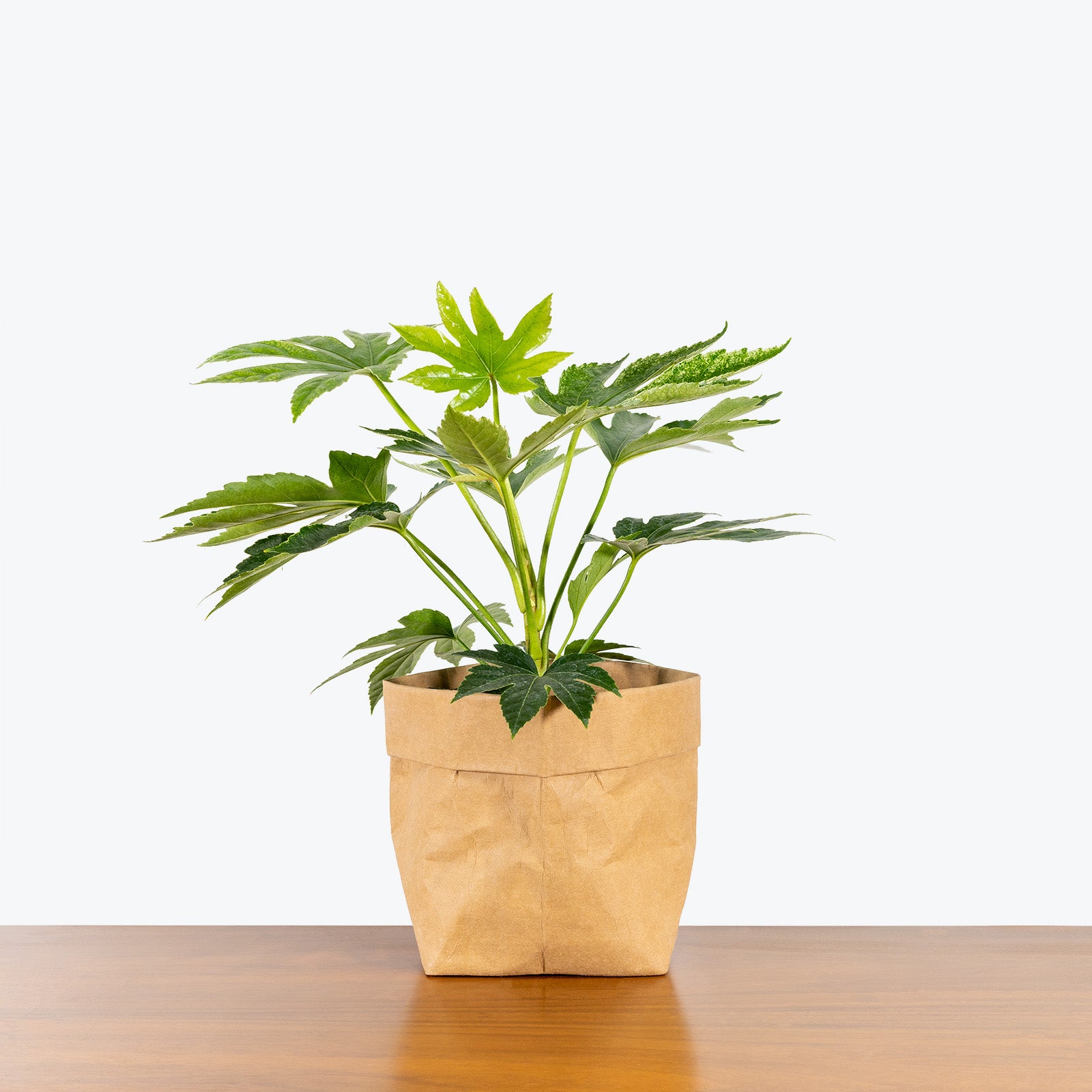 Fatsia Japonica Spider’s Web - House Plants Delivery Toronto - JOMO Studio