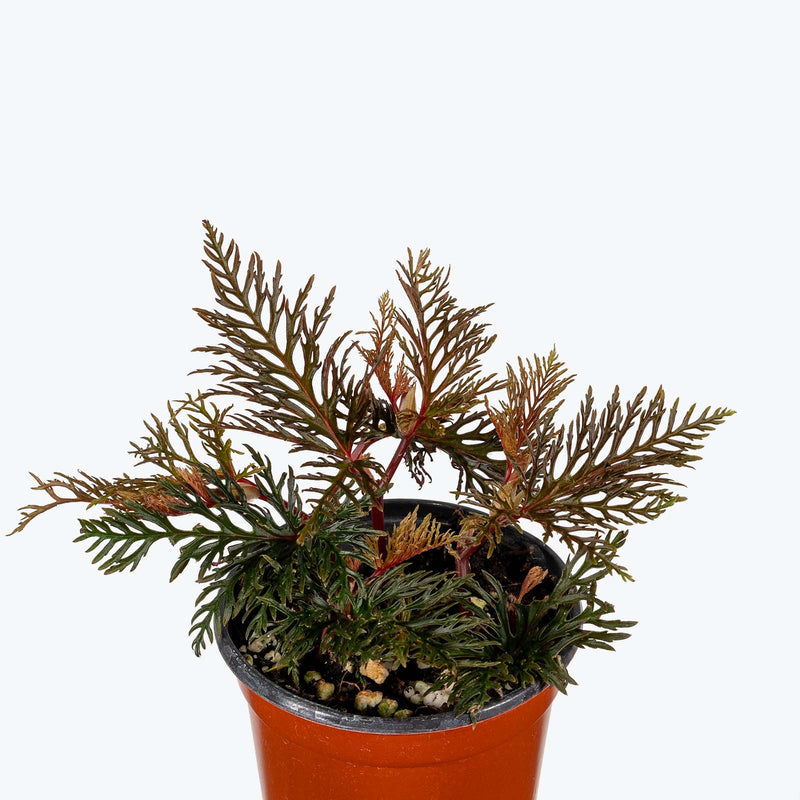 Fern Leaf Begonia - Begonia Bipinnatifida - House Plants Delivery Toronto - JOMO Studio