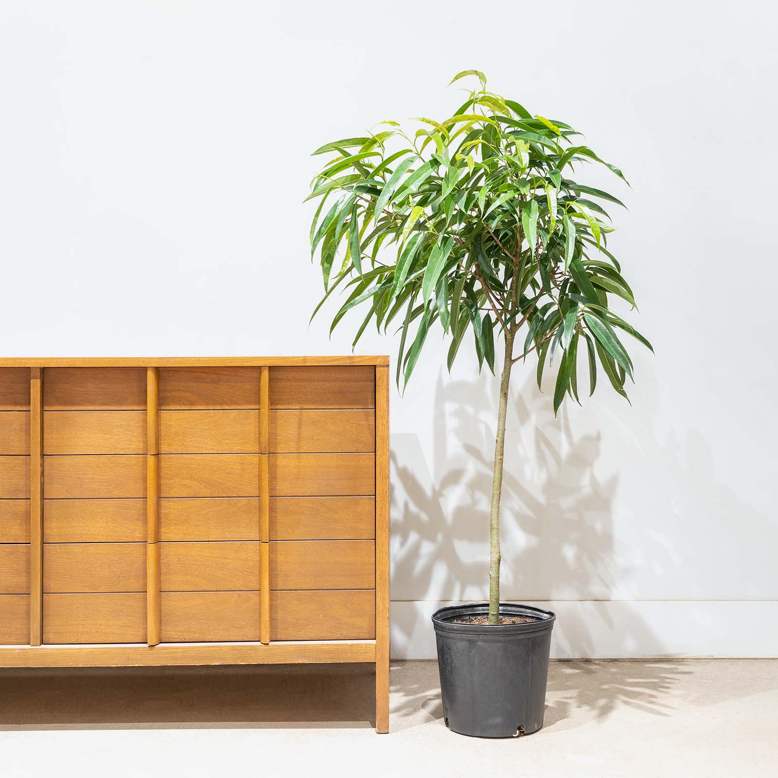 Ficus Alii | The King of Ficus | Care Guide and Pro Tips - Delivery from Toronto across Canada - JOMO Studio