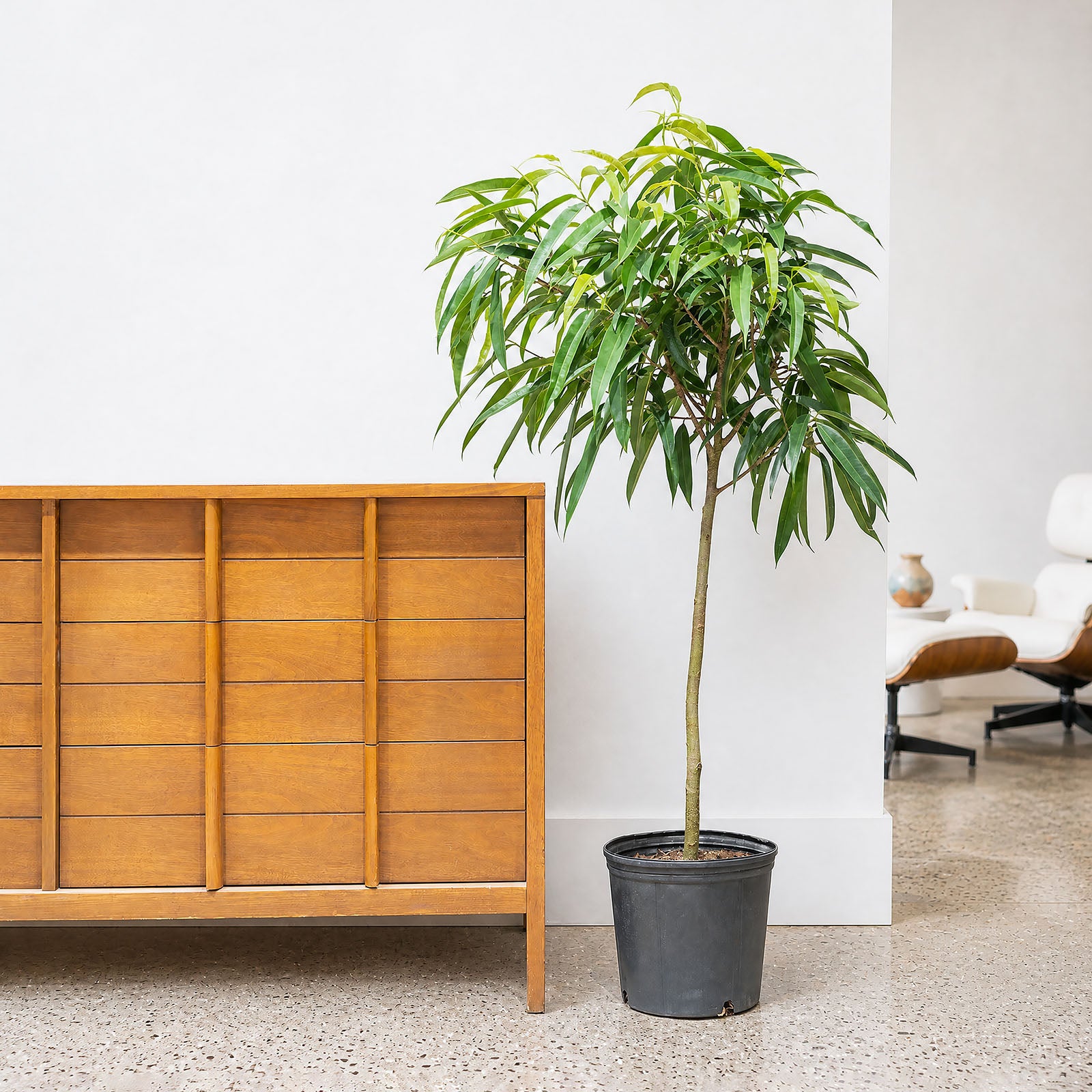 Ficus Alii | The King of Ficus | Care Guide and Pro Tips - Delivery from Toronto across Canada - JOMO Studio