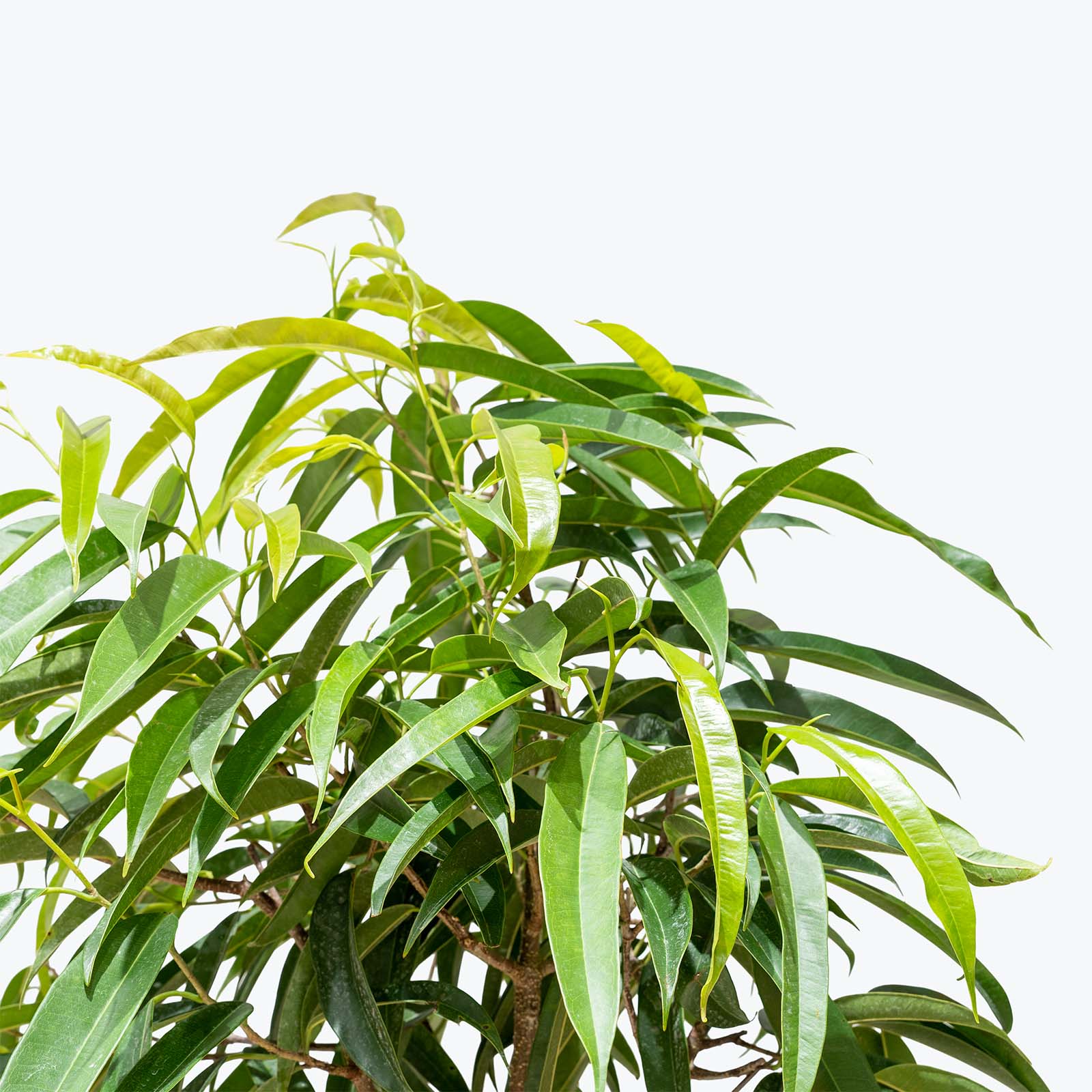 Ficus Alii | The King of Ficus | Care Guide and Pro Tips - Delivery from Toronto across Canada - JOMO Studio
