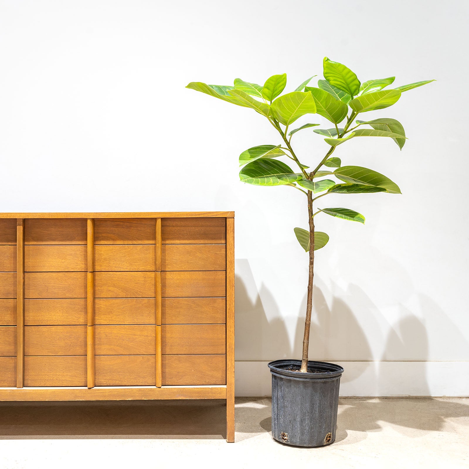 Ficus Altissima Yellow Gem | Care Guide and Pro Tips - Delivery from Toronto across Canada - JOMO Studio