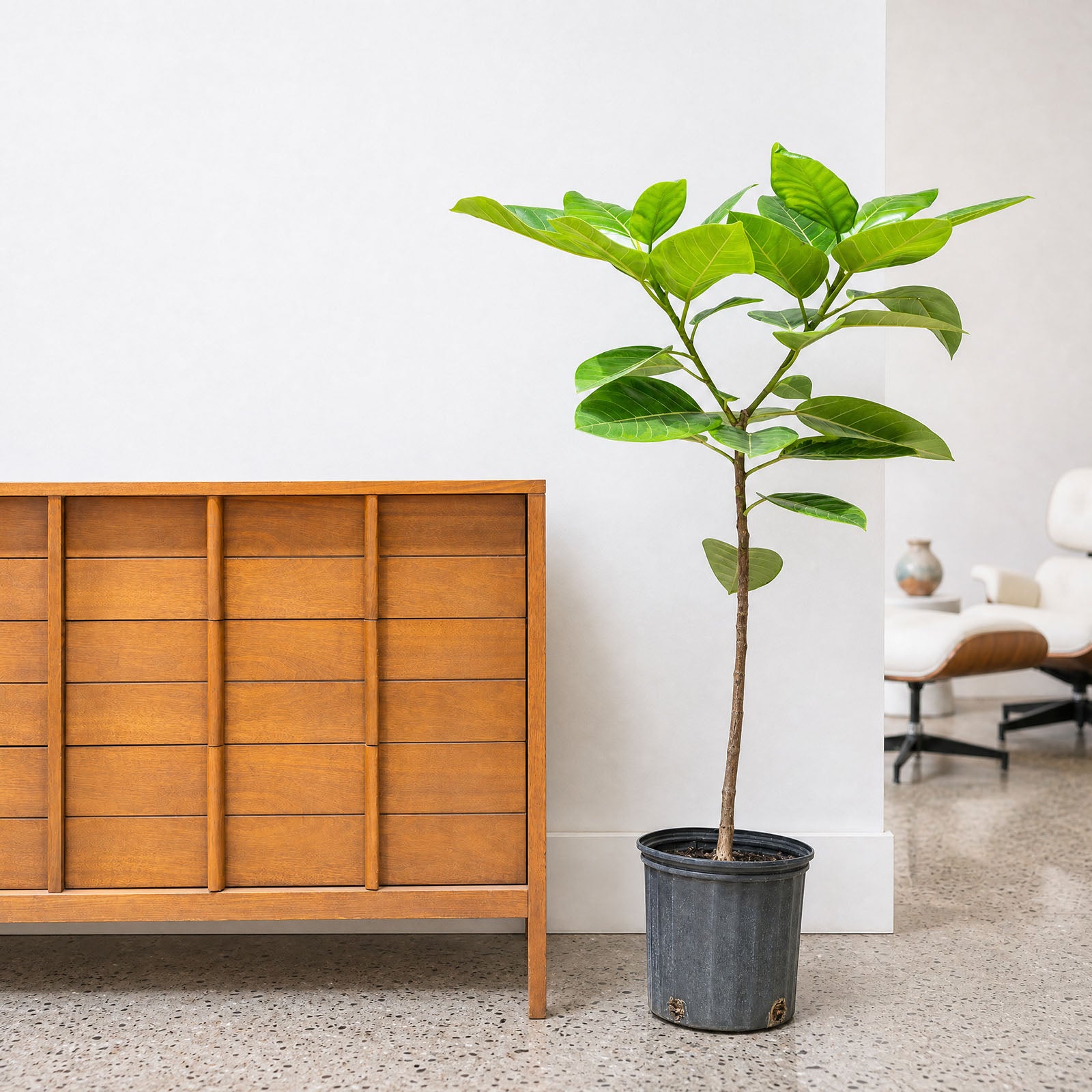 Ficus Altissima Yellow Gem | Care Guide and Pro Tips - Delivery from Toronto across Canada - JOMO Studio