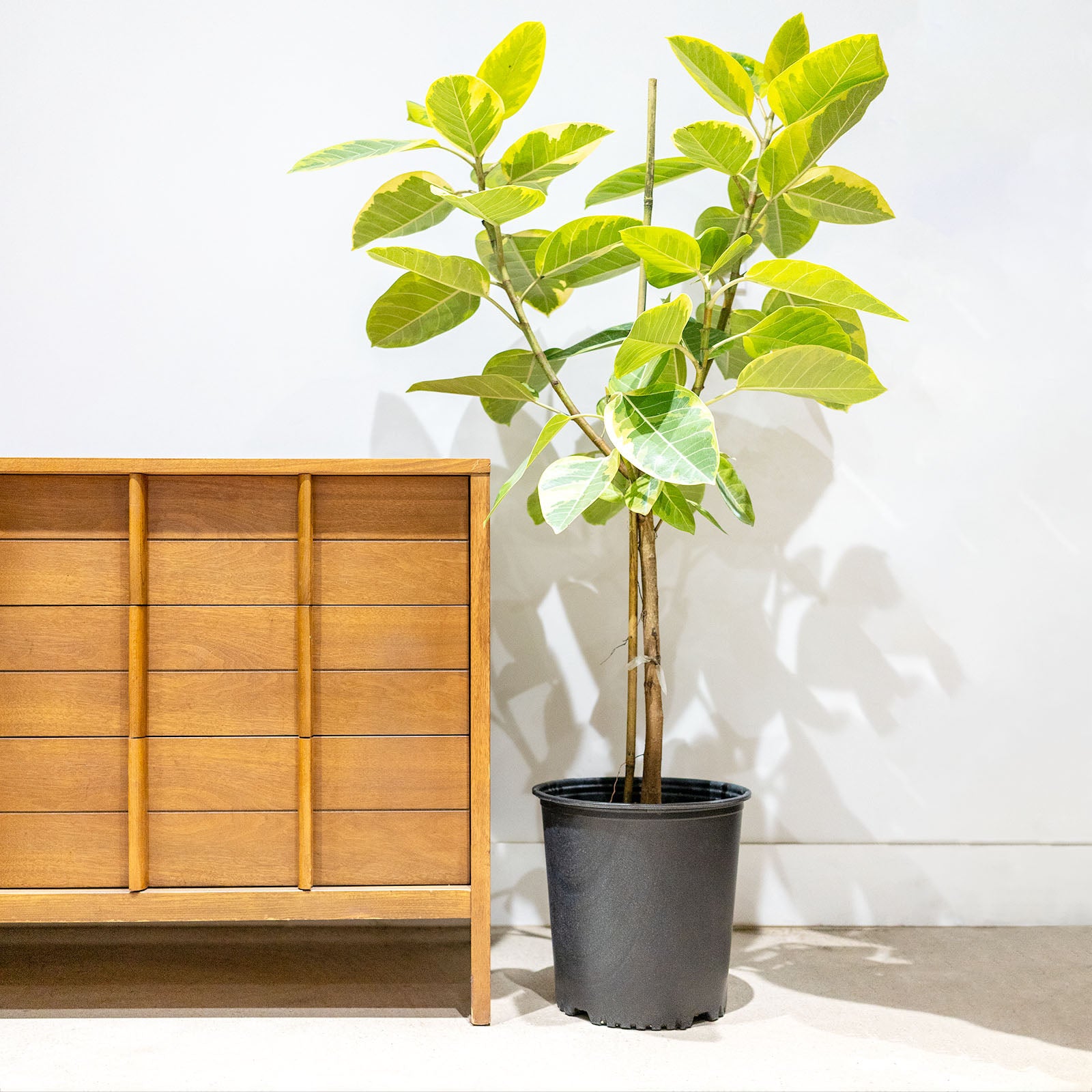 Ficus Altissima Yellow Gem | Care Guide and Pro Tips - Delivery from Toronto across Canada - JOMO Studio
