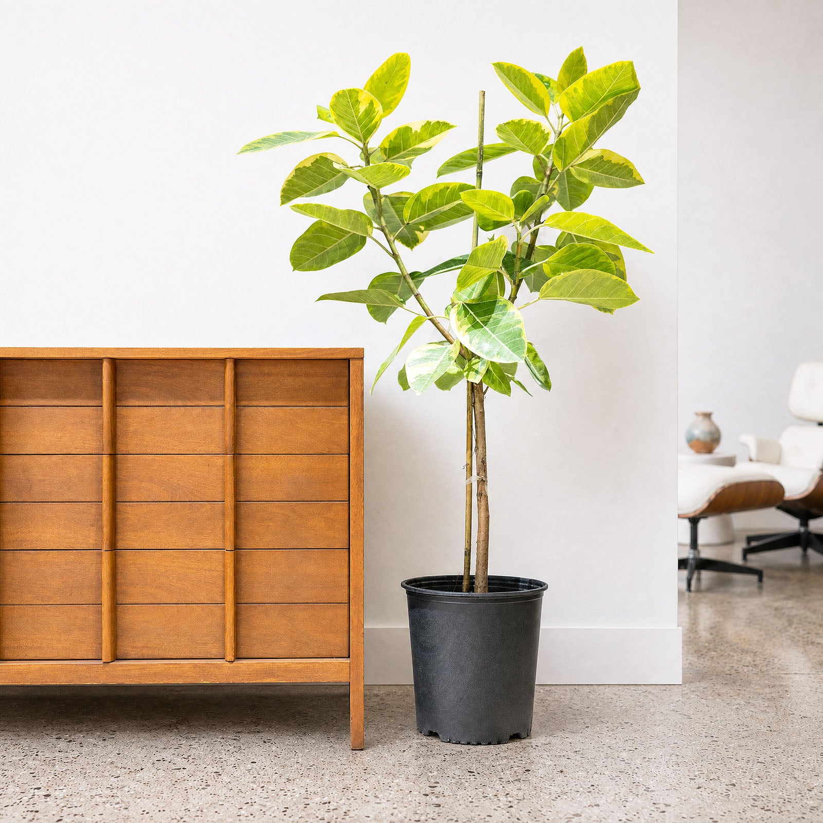 Ficus Altissima Yellow Gem | Care Guide and Pro Tips - Delivery from Toronto across Canada - JOMO Studio