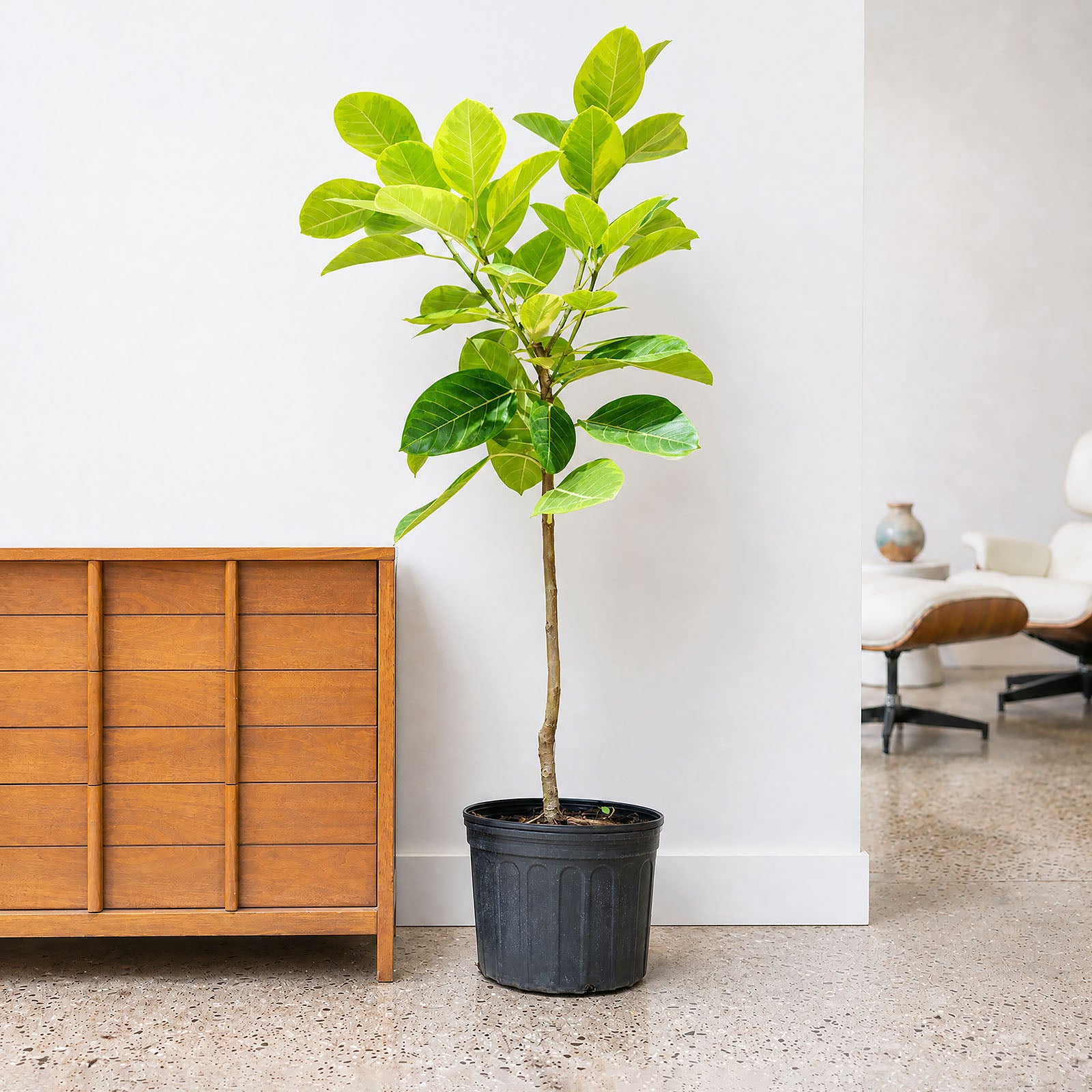 Ficus Altissima Yellow Gem | Care Guide and Pro Tips - Delivery from Toronto across Canada - JOMO Studio