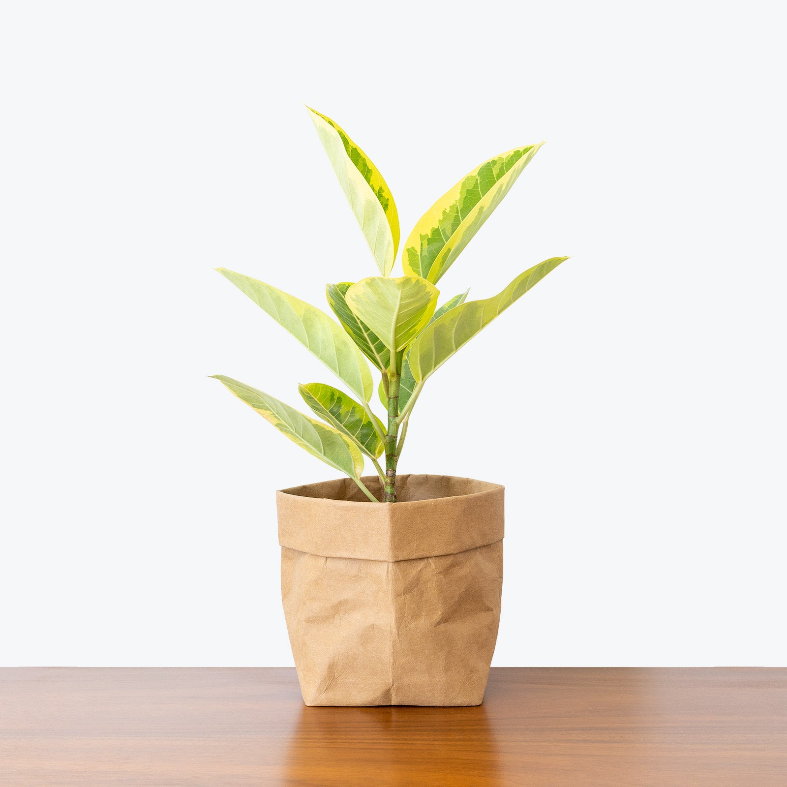 Ficus Altissima Yellow Gem - House Plants Delivery Toronto - JOMO Studio