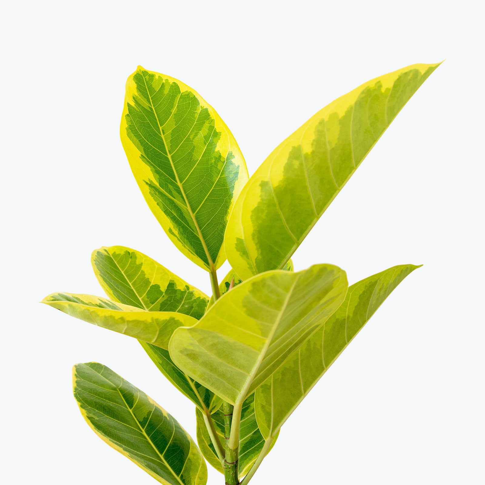 Ficus Altissima Yellow Gem - House Plants Delivery Toronto - JOMO Studio