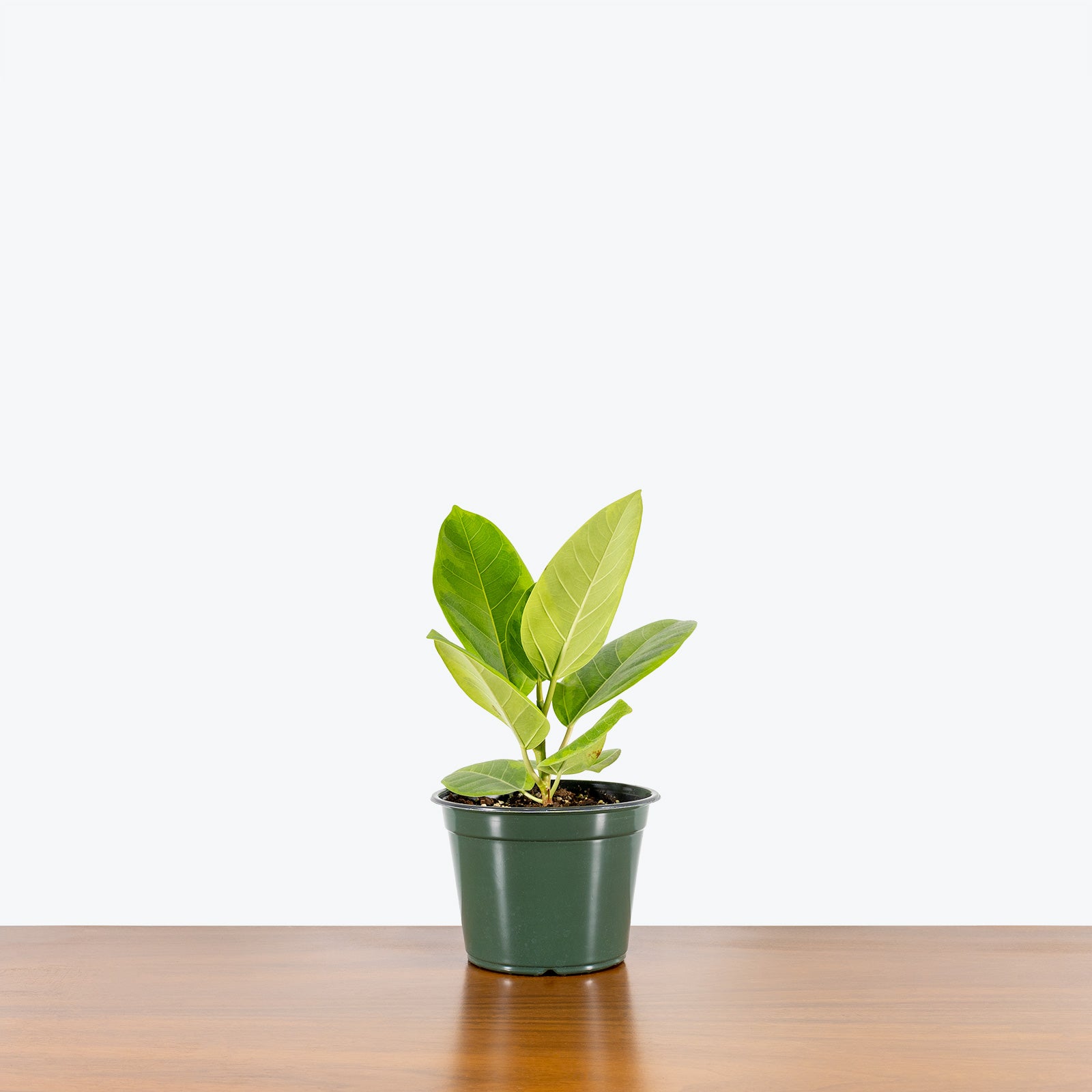 Ficus Altissima Yellow Gem - House Plants Delivery Toronto - JOMO Studio