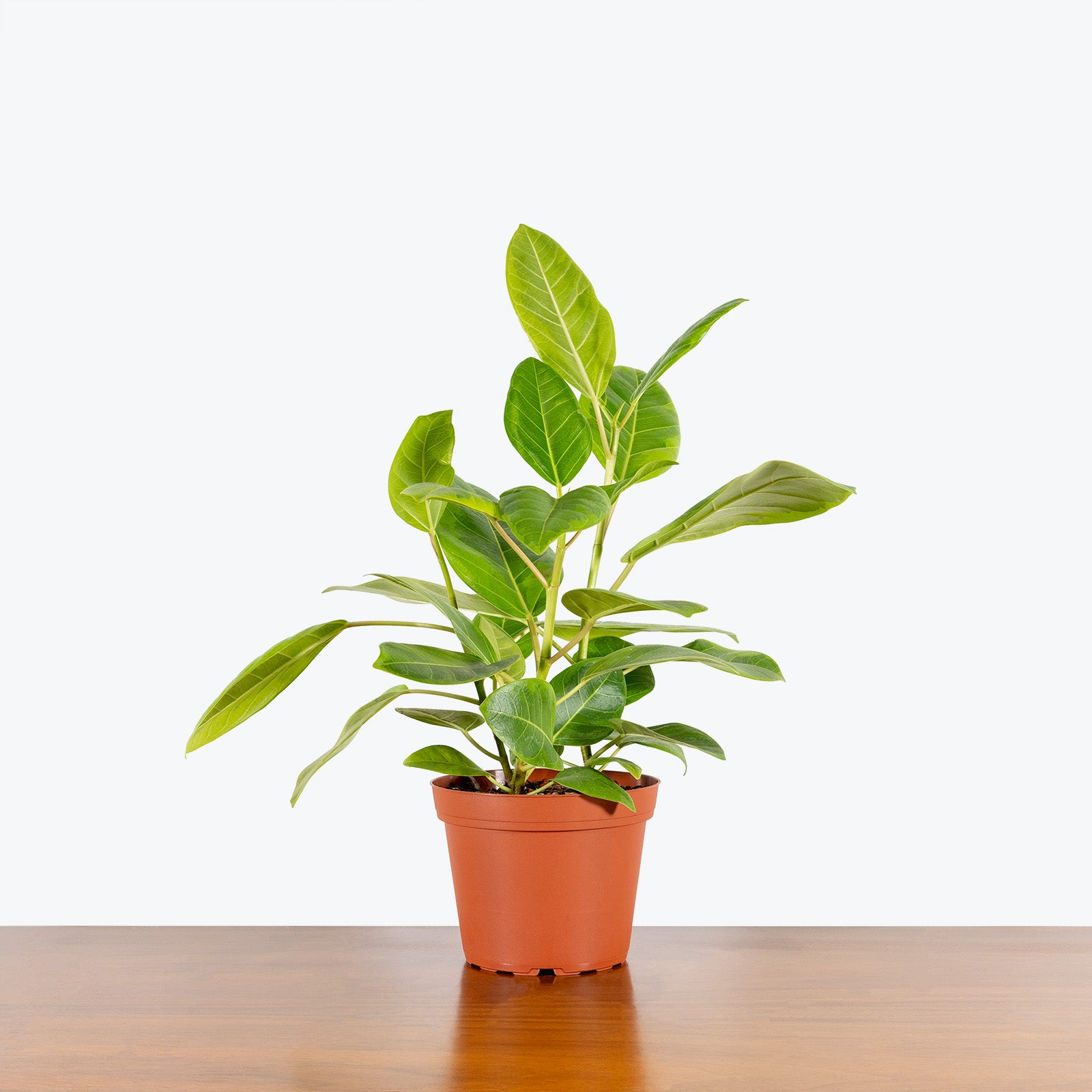 Ficus Altissima Yellow Gem - House Plants Delivery Toronto - JOMO Studio