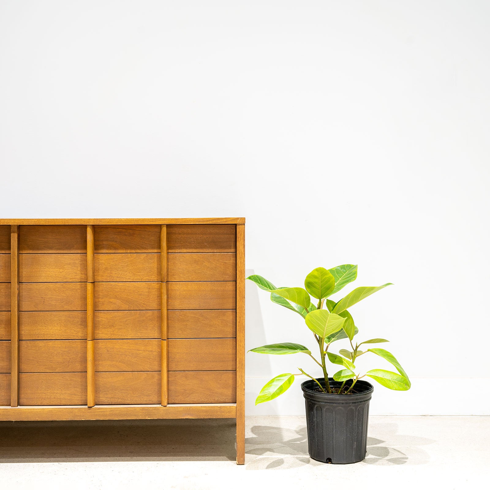 Ficus Altissima Yellow Gem | Care Guide and Pro Tips - Delivery from Toronto across Canada - JOMO Studio