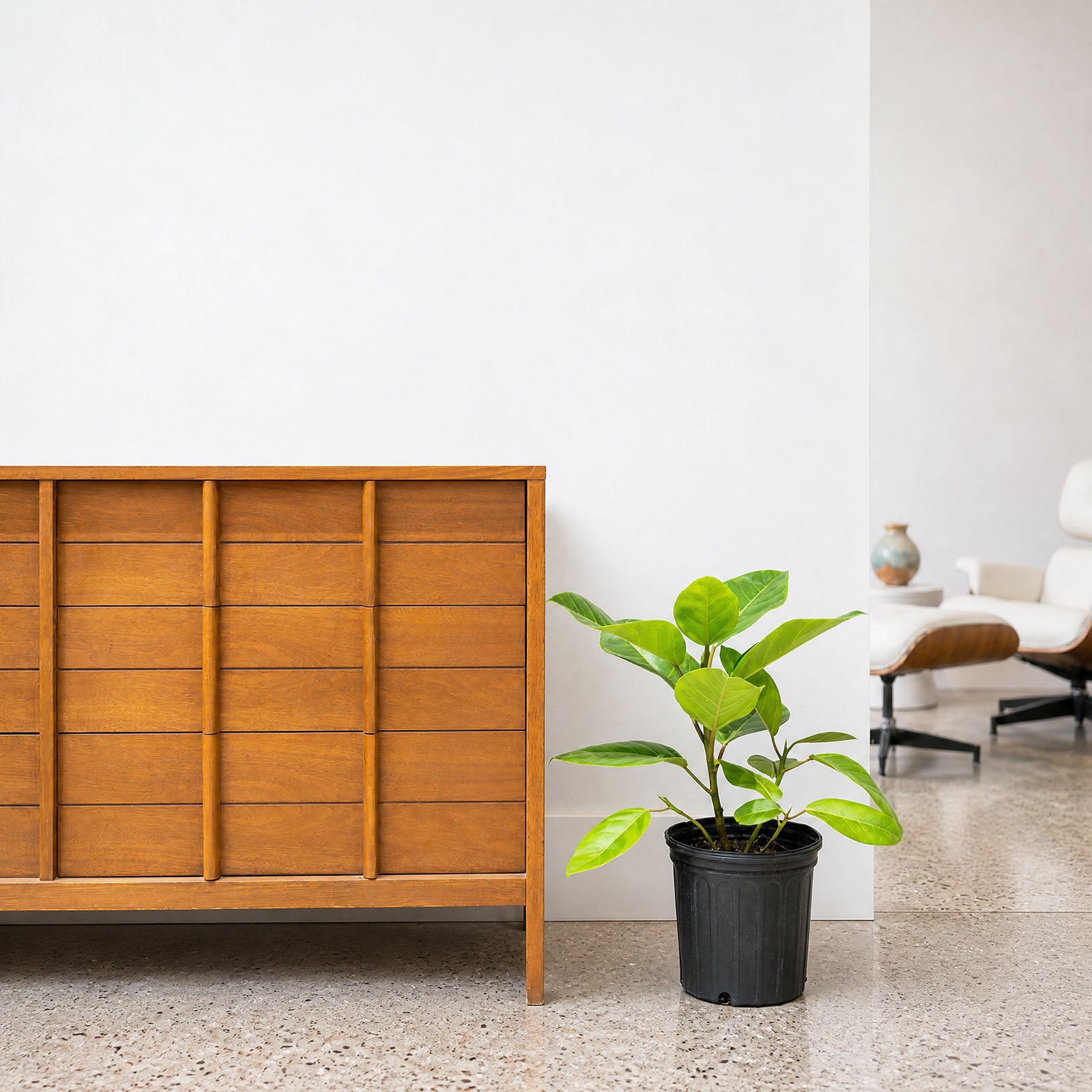 Ficus Altissima Yellow Gem | Care Guide and Pro Tips - Delivery from Toronto across Canada - JOMO Studio