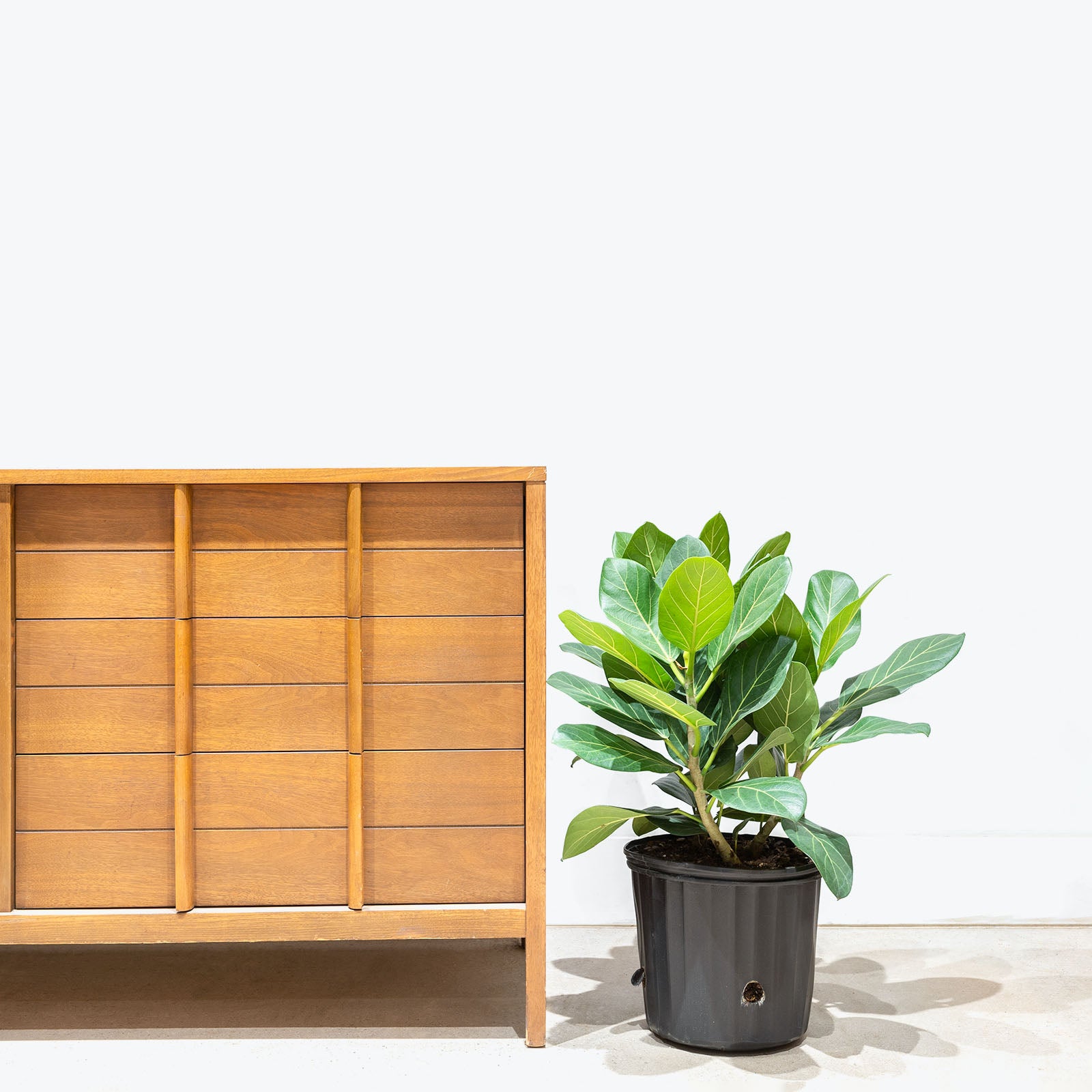 Ficus Audrey - House Plants Delivery Toronto - JOMO Studio