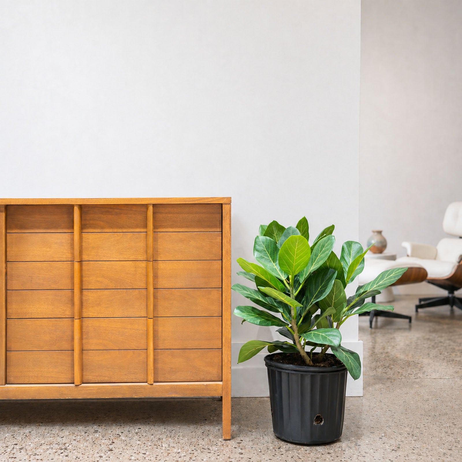 Ficus Audrey - House Plants Delivery Toronto - JOMO Studio