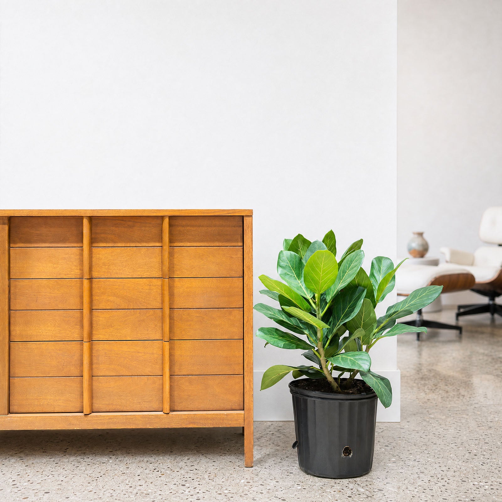 Ficus Audrey - House Plants Delivery Toronto - JOMO Studio