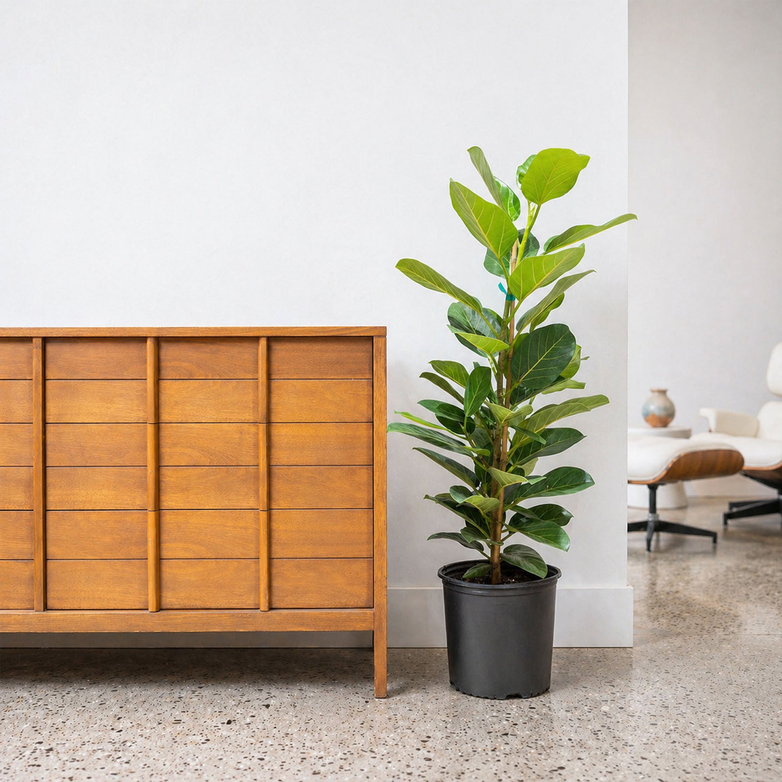 Ficus Audrey - House Plants Delivery Toronto - JOMO Studio