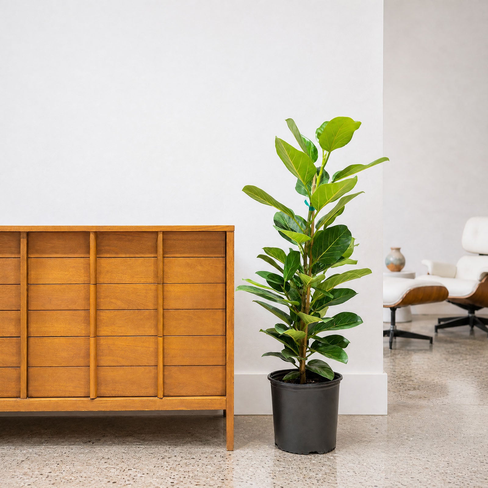 Ficus Audrey - House Plants Delivery Toronto - JOMO Studio
