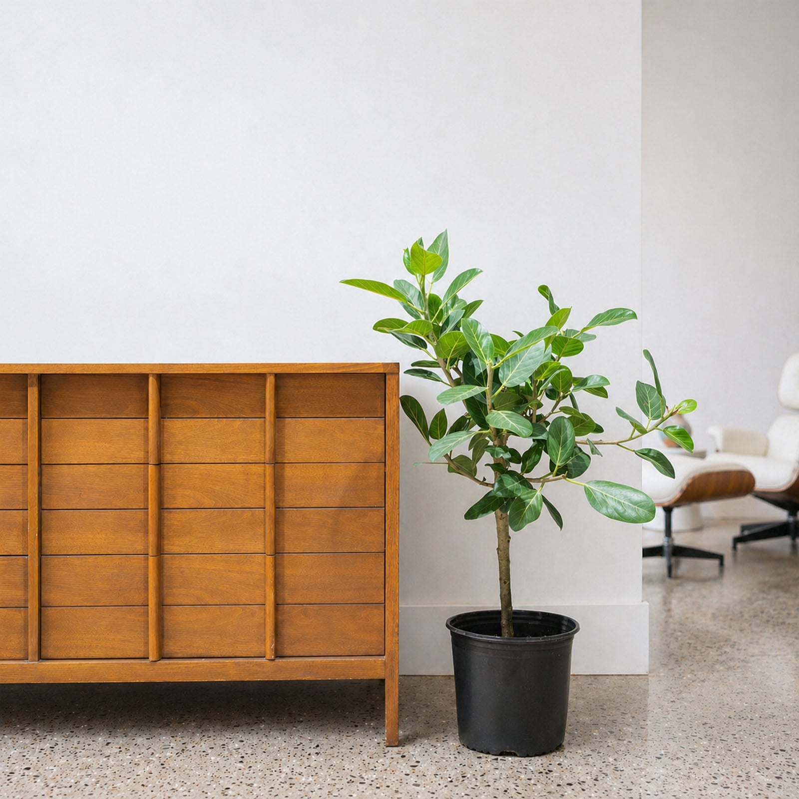 Ficus Audrey - House Plants Delivery Toronto - JOMO Studio