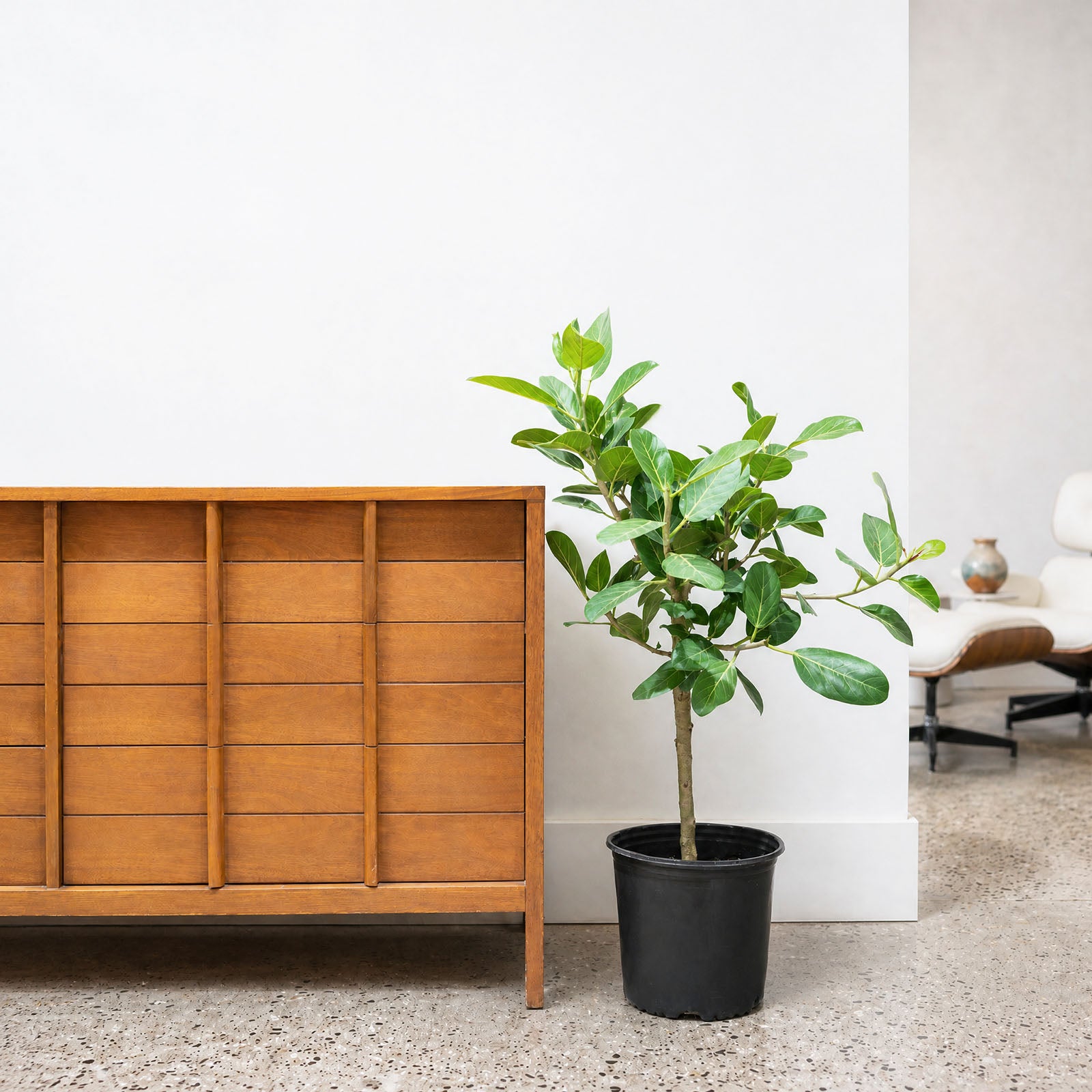 Ficus Audrey - House Plants Delivery Toronto - JOMO Studio