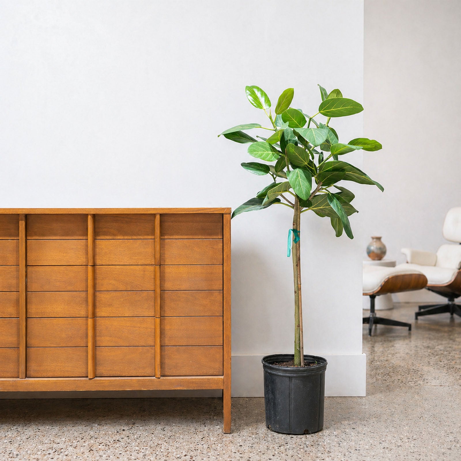 Ficus Audrey - House Plants Delivery Toronto - JOMO Studio