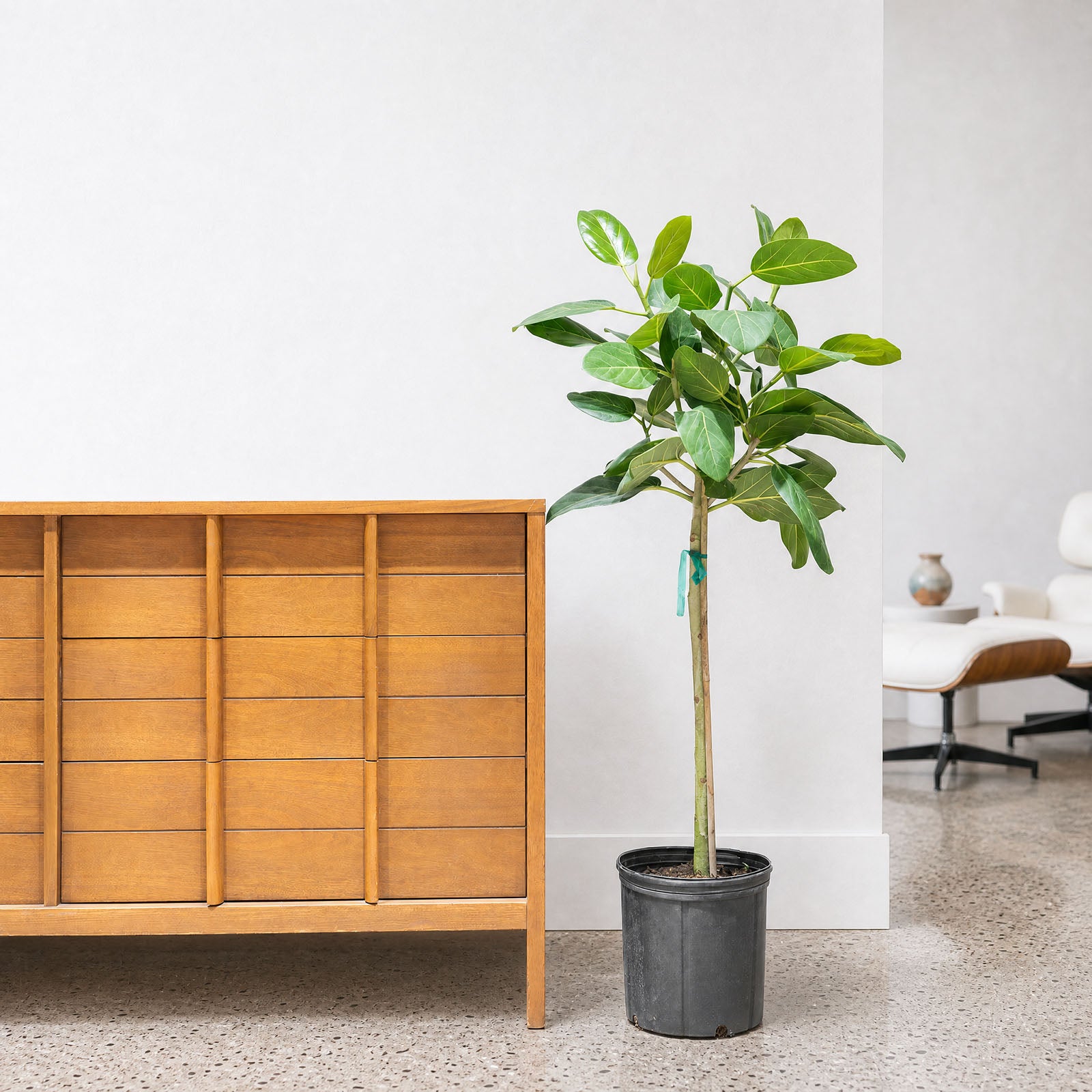 Ficus Audrey - House Plants Delivery Toronto - JOMO Studio