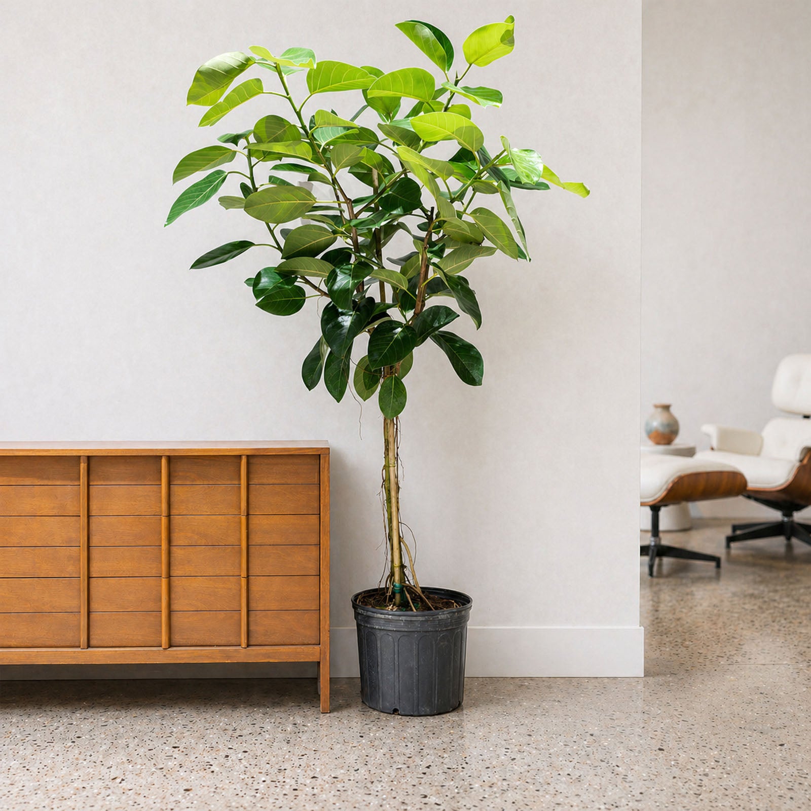 Ficus Audrey - House Plants Delivery Toronto - JOMO Studio