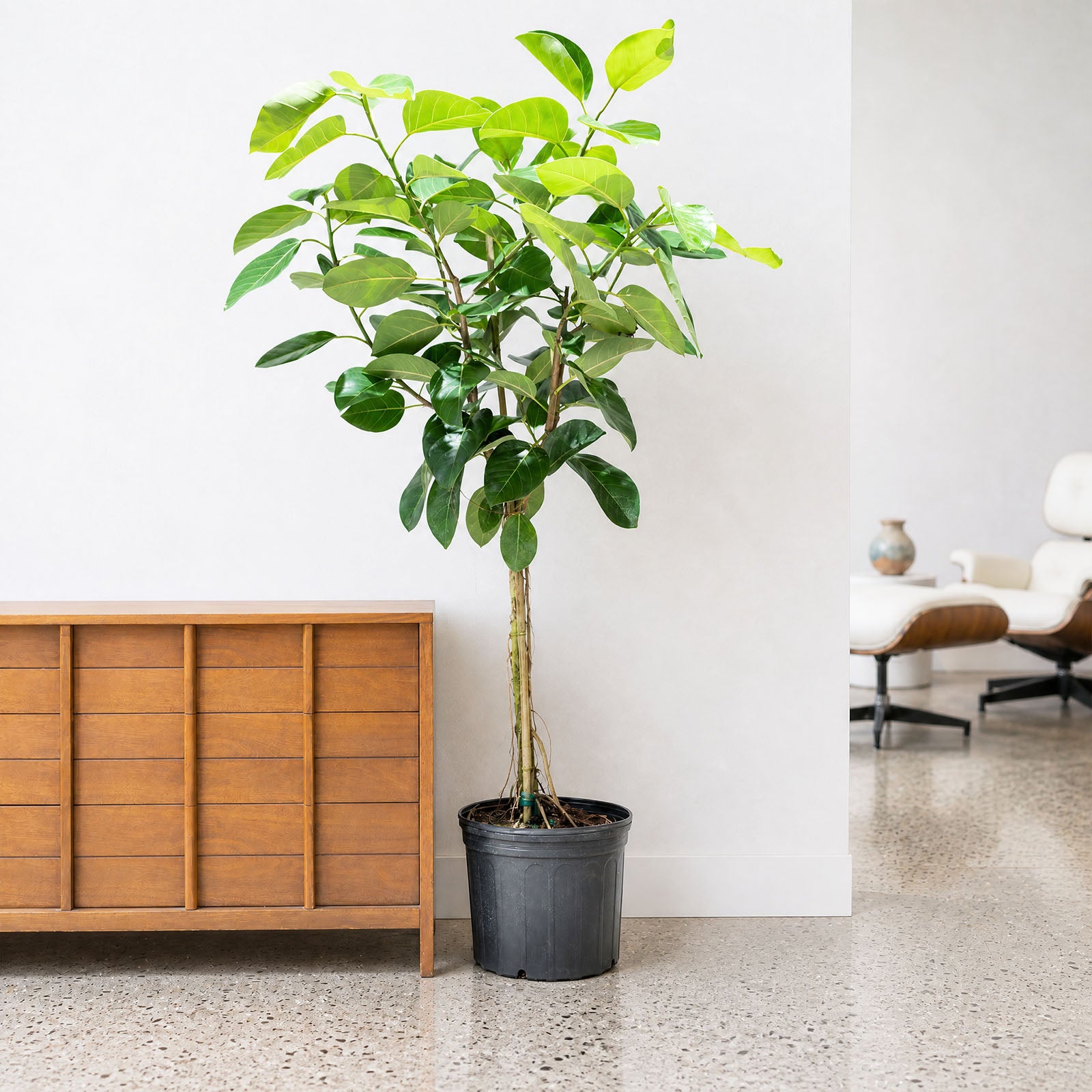 Ficus Audrey - House Plants Delivery Toronto - JOMO Studio