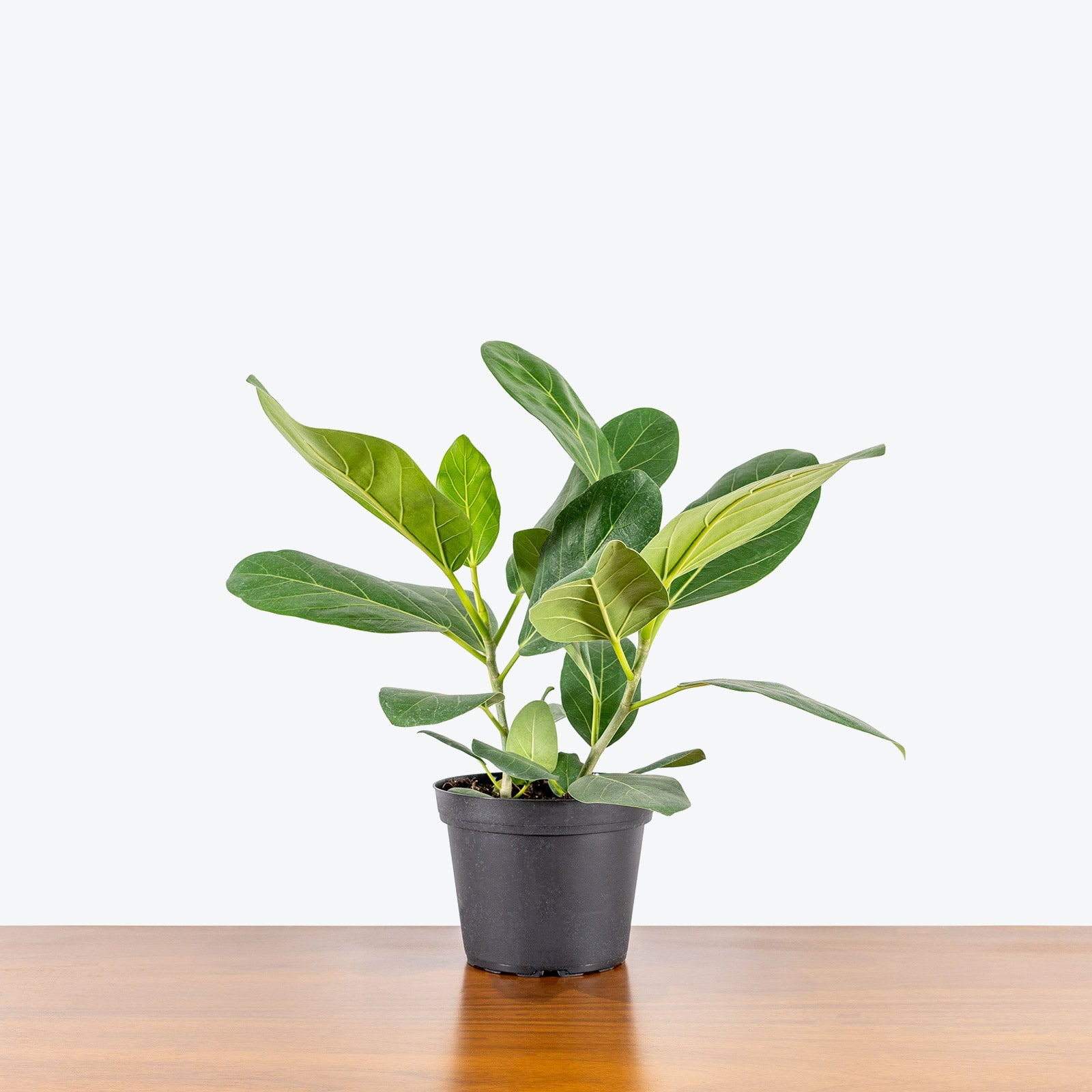 Ficus Audrey - House Plants Delivery Toronto - JOMO Studio