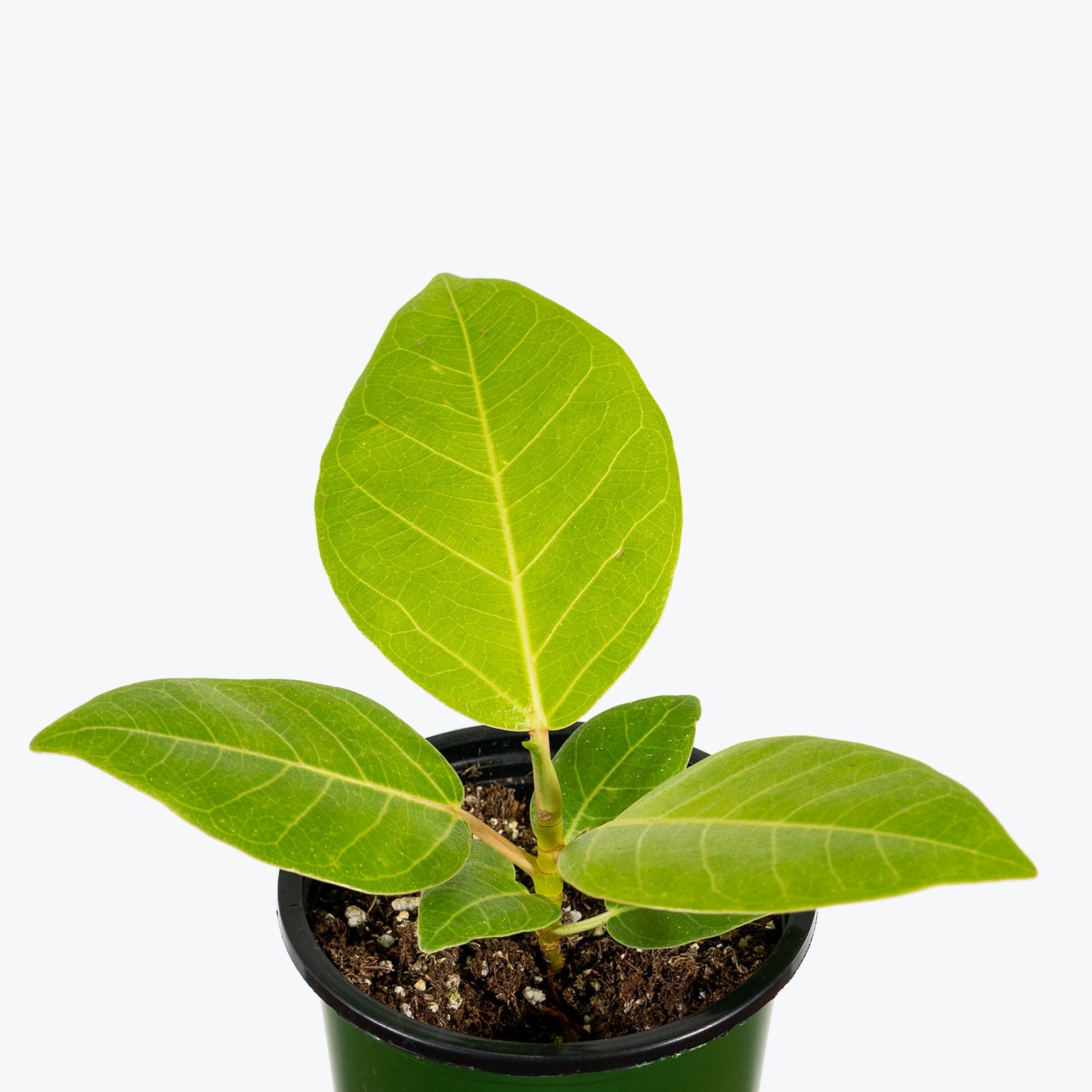 Ficus Audrey Golden - House Plants Delivery Toronto - JOMO Studio