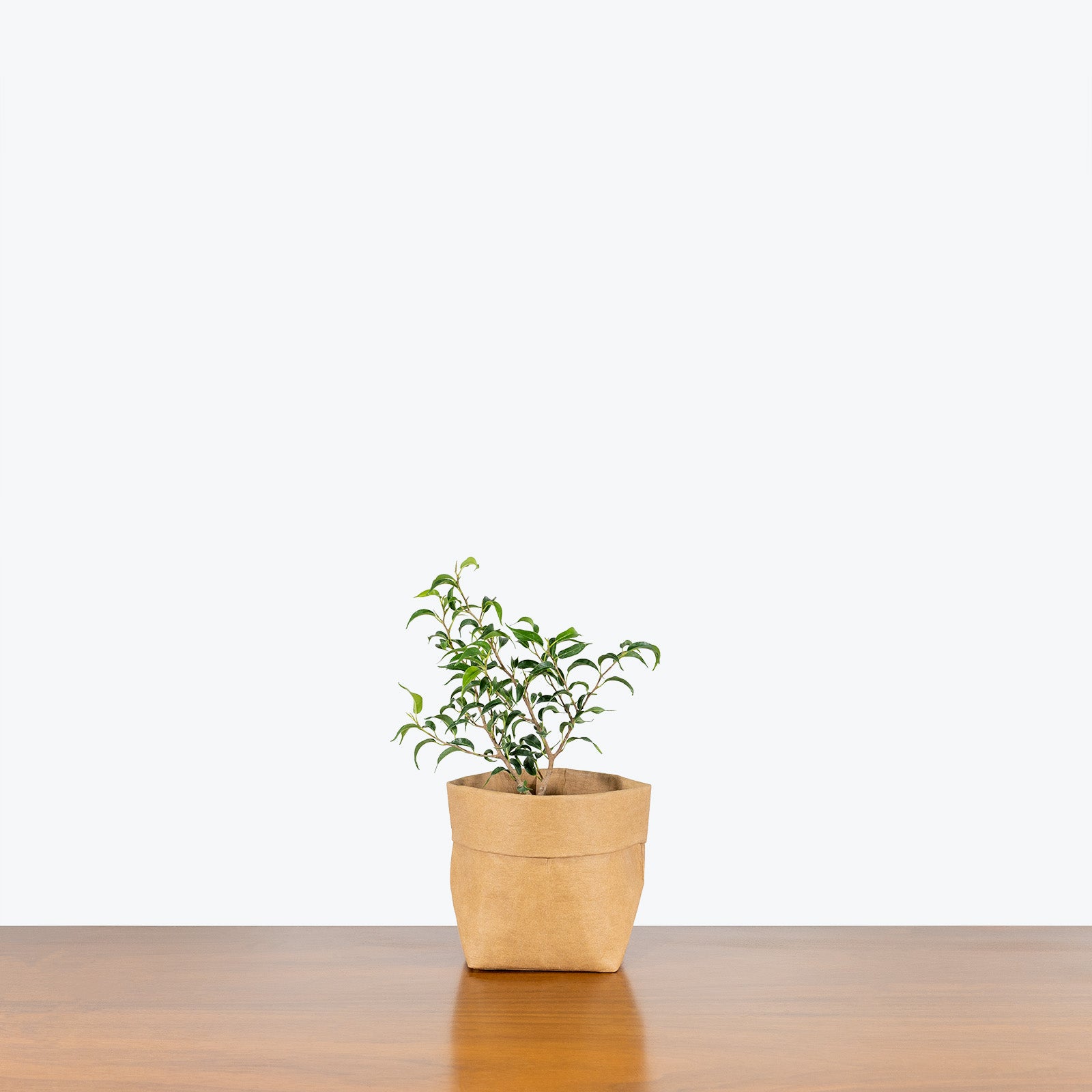 Ficus Benjamina Mini Lucie - House Plants Delivery Toronto - JOMO Studio