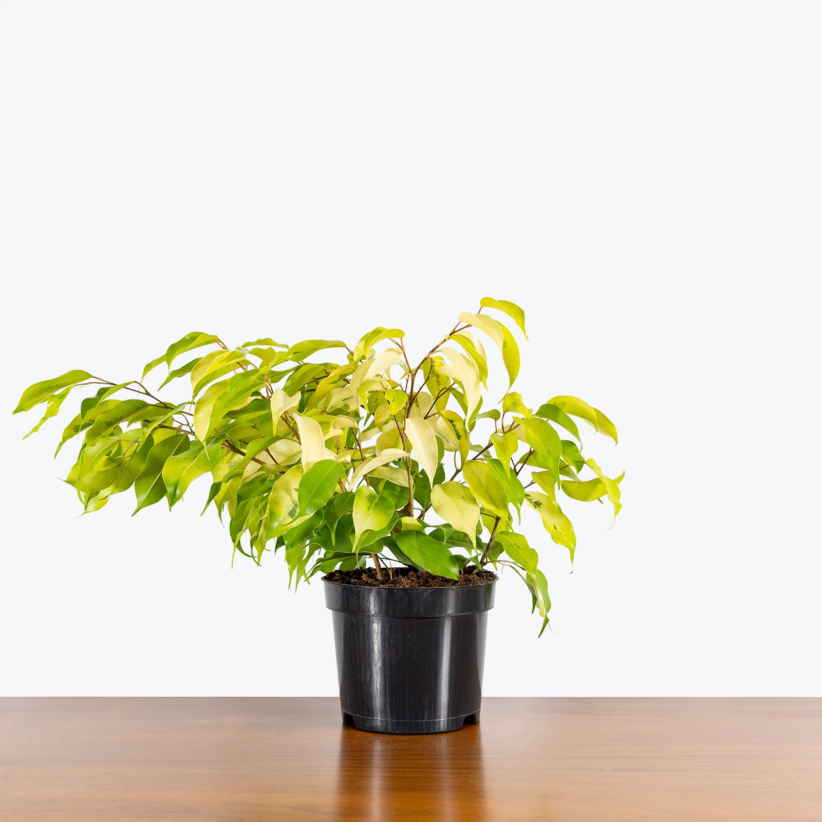 Ficus Benjamina Neon - House Plants Delivery Toronto - JOMO Studio