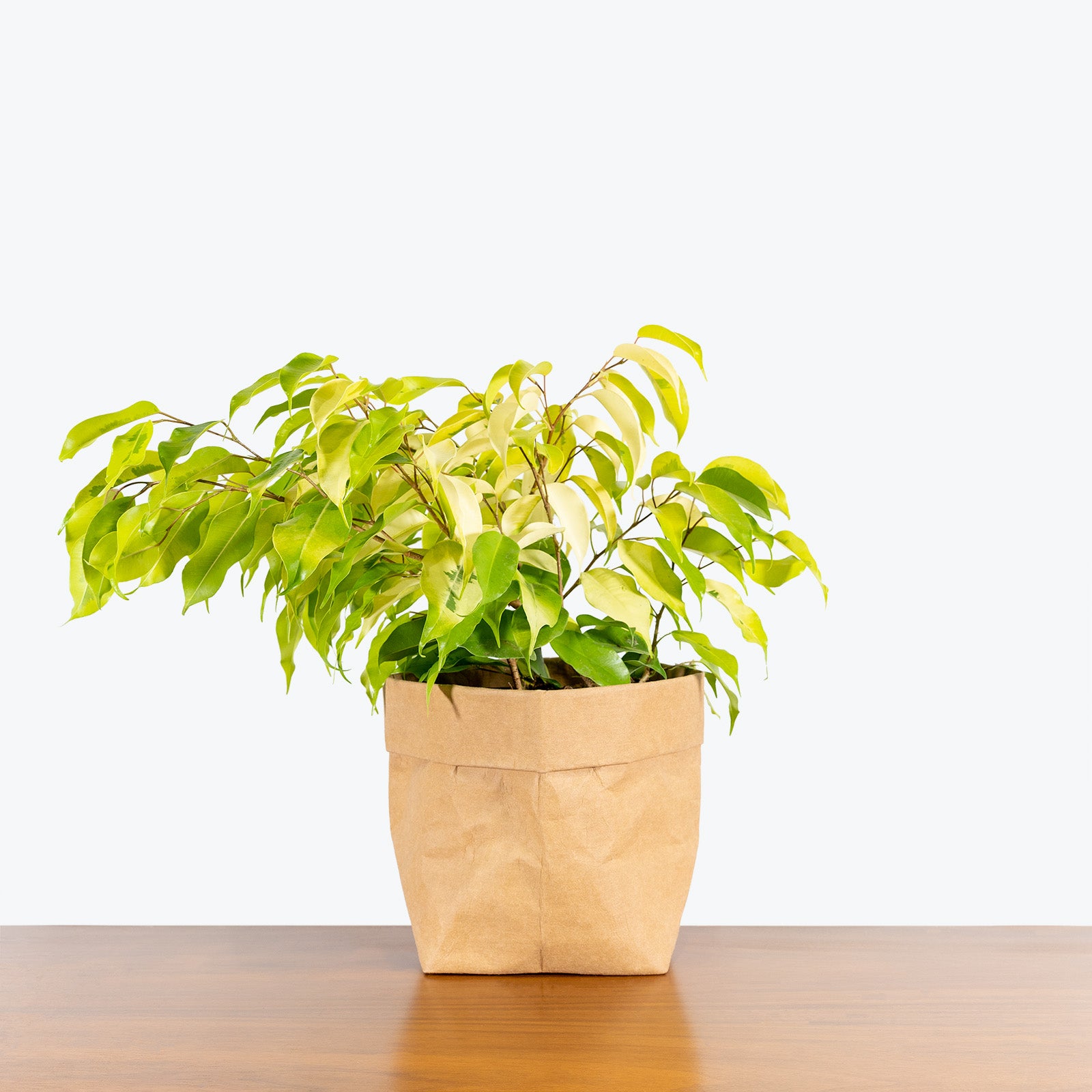 Ficus Benjamina Neon - House Plants Delivery Toronto - JOMO Studio