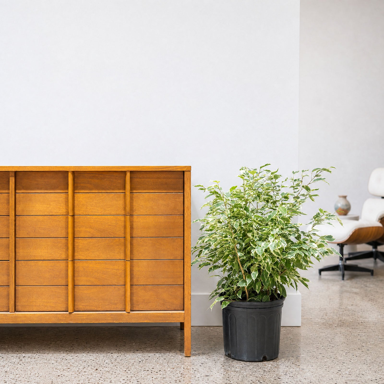 Ficus Benjamina Starlight - House Plants Delivery Toronto - JOMO Studio