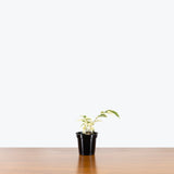 Ficus Benjamina Starlight — 4" Pot