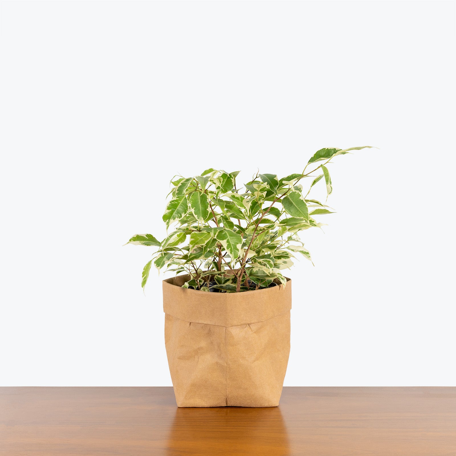 Ficus Benjamina Starlight - House Plants Delivery Toronto - JOMO Studio