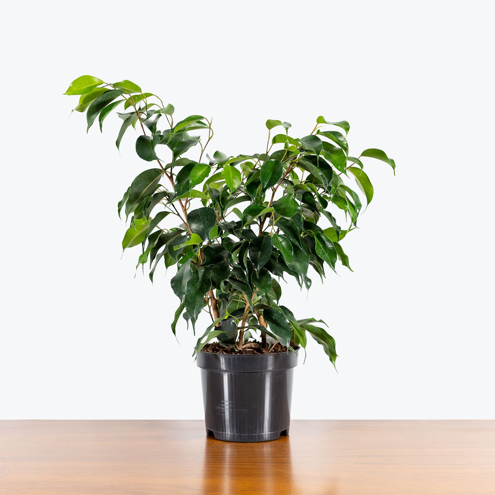 Ficus Benjamina Wintergreen - House Plants Delivery Toronto - JOMO Studio