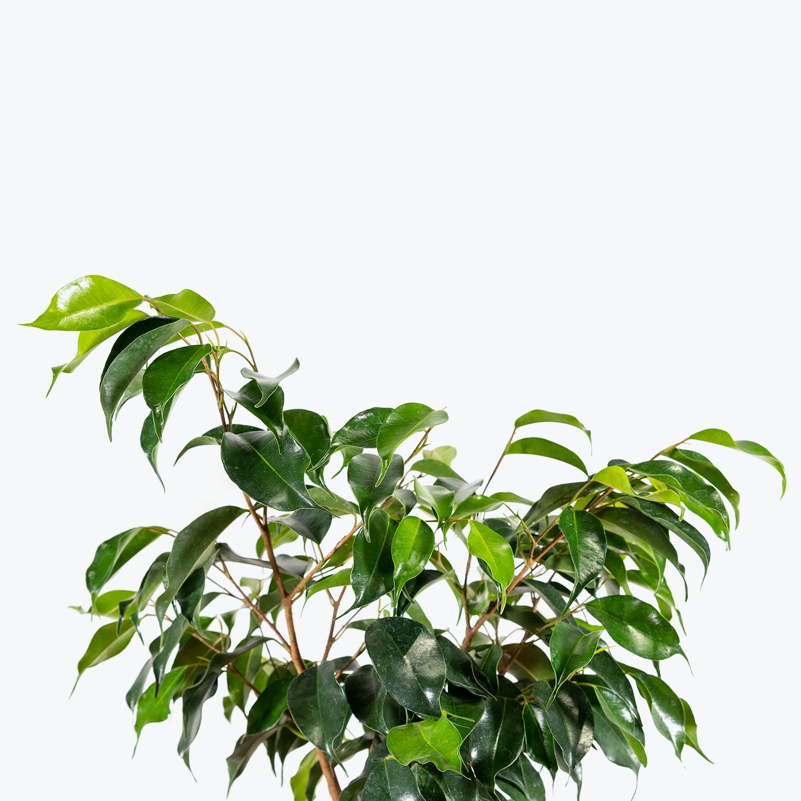 Ficus Benjamina Wintergreen - House Plants Delivery Toronto - JOMO Studio