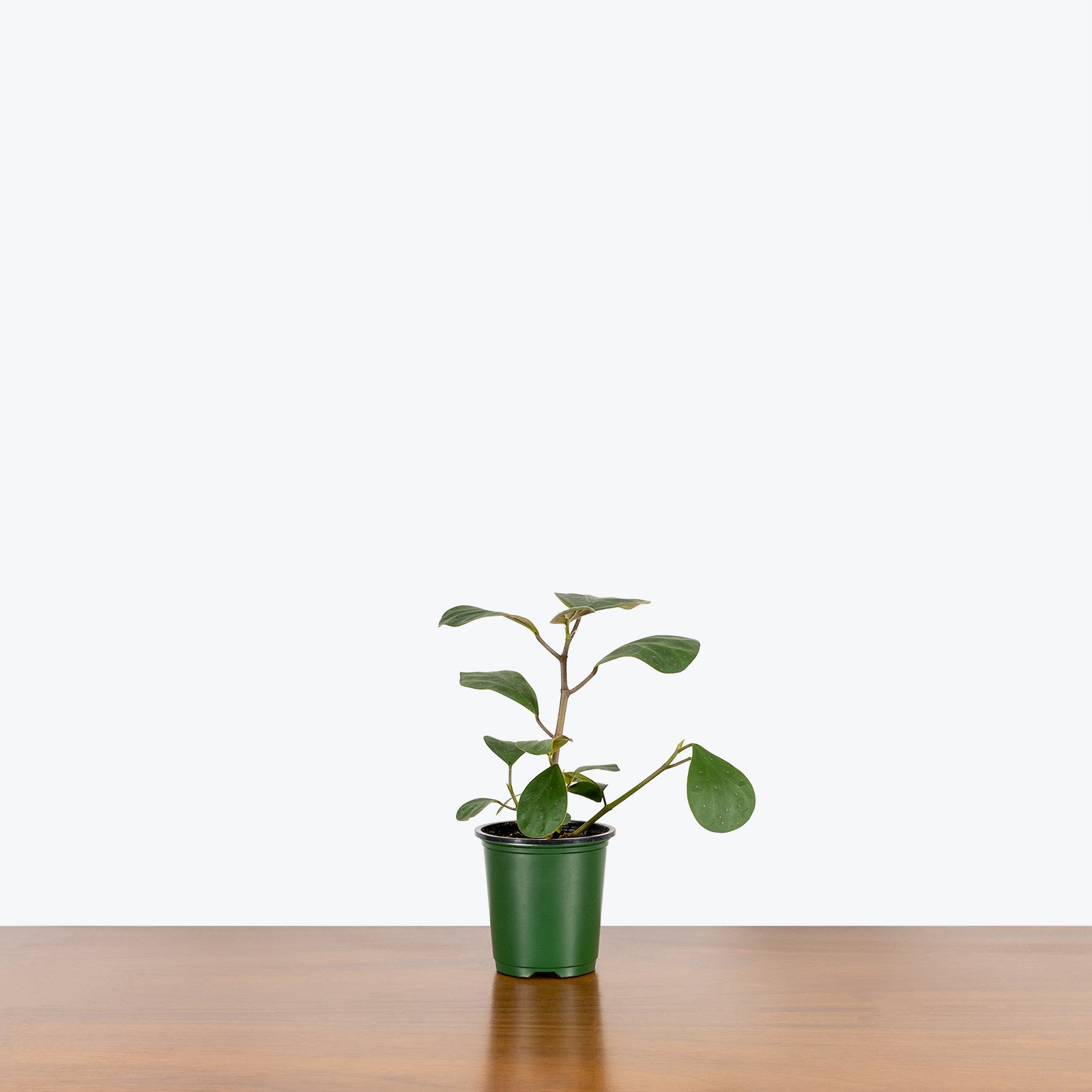 Ficus Diversifolia | Care Guide and Pro Tips - Delivery from Toronto across Canada - JOMO Studio
