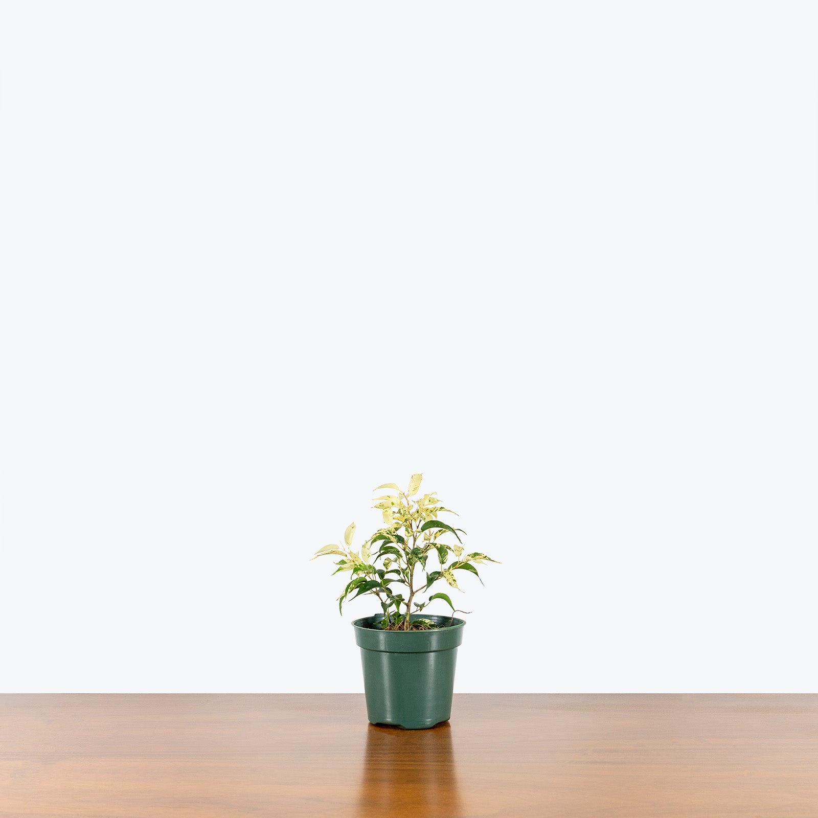 Ficus El Dorado - House Plants Delivery Toronto - JOMO Studio