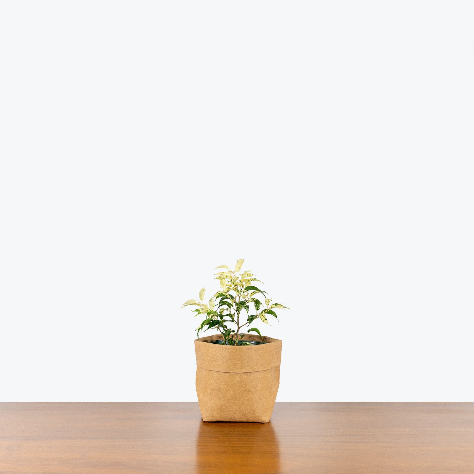 Ficus El Dorado - House Plants Delivery Toronto - JOMO Studio