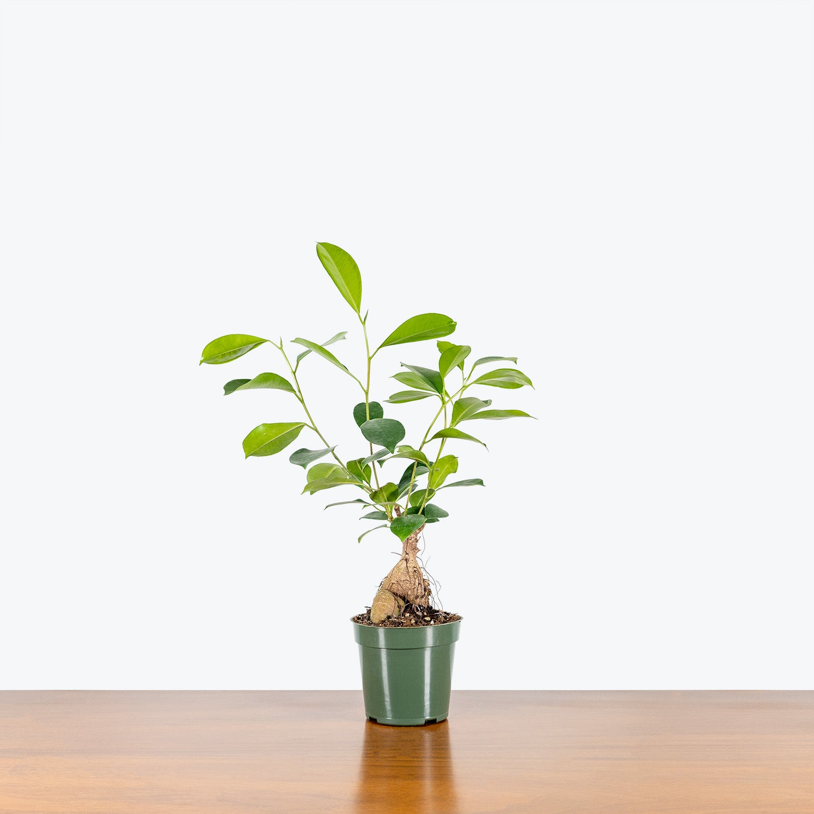 Ficus Ginseng Microcarpa - House Plants Delivery Toronto - JOMO Studio