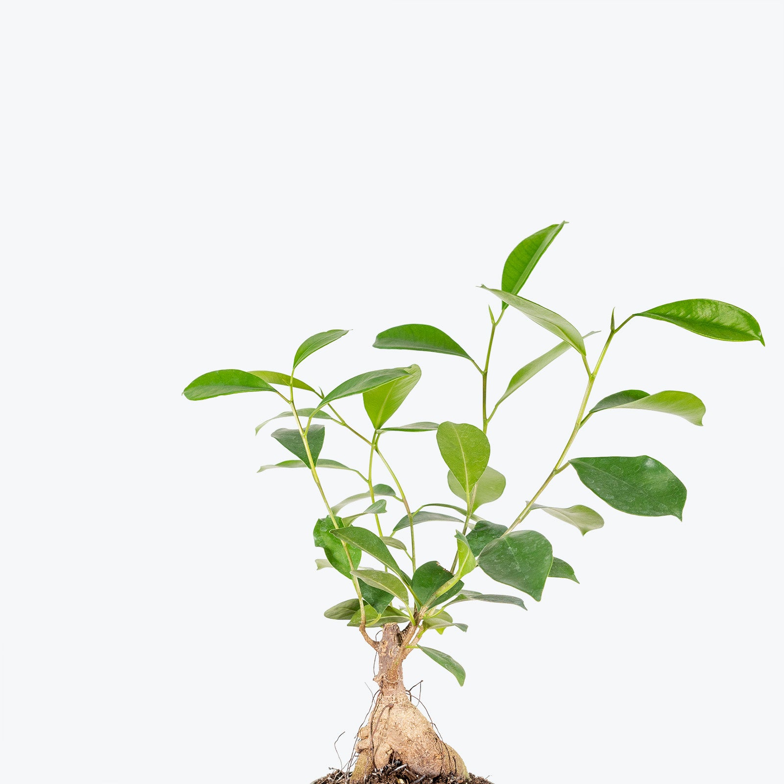 Ficus Ginseng Microcarpa - House Plants Delivery Toronto - JOMO Studio