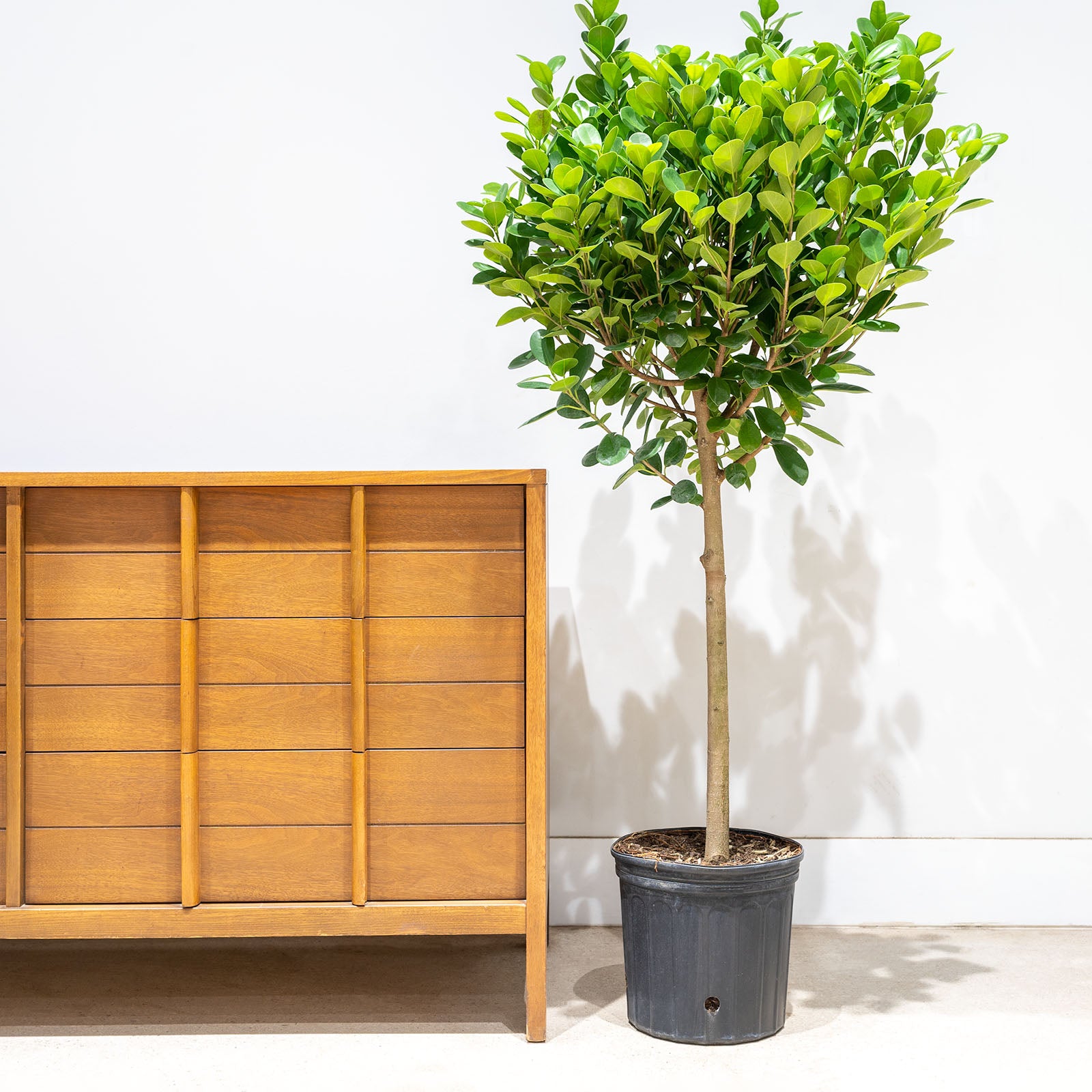 Ficus Moclame - House Plants Delivery Toronto - JOMO Studio